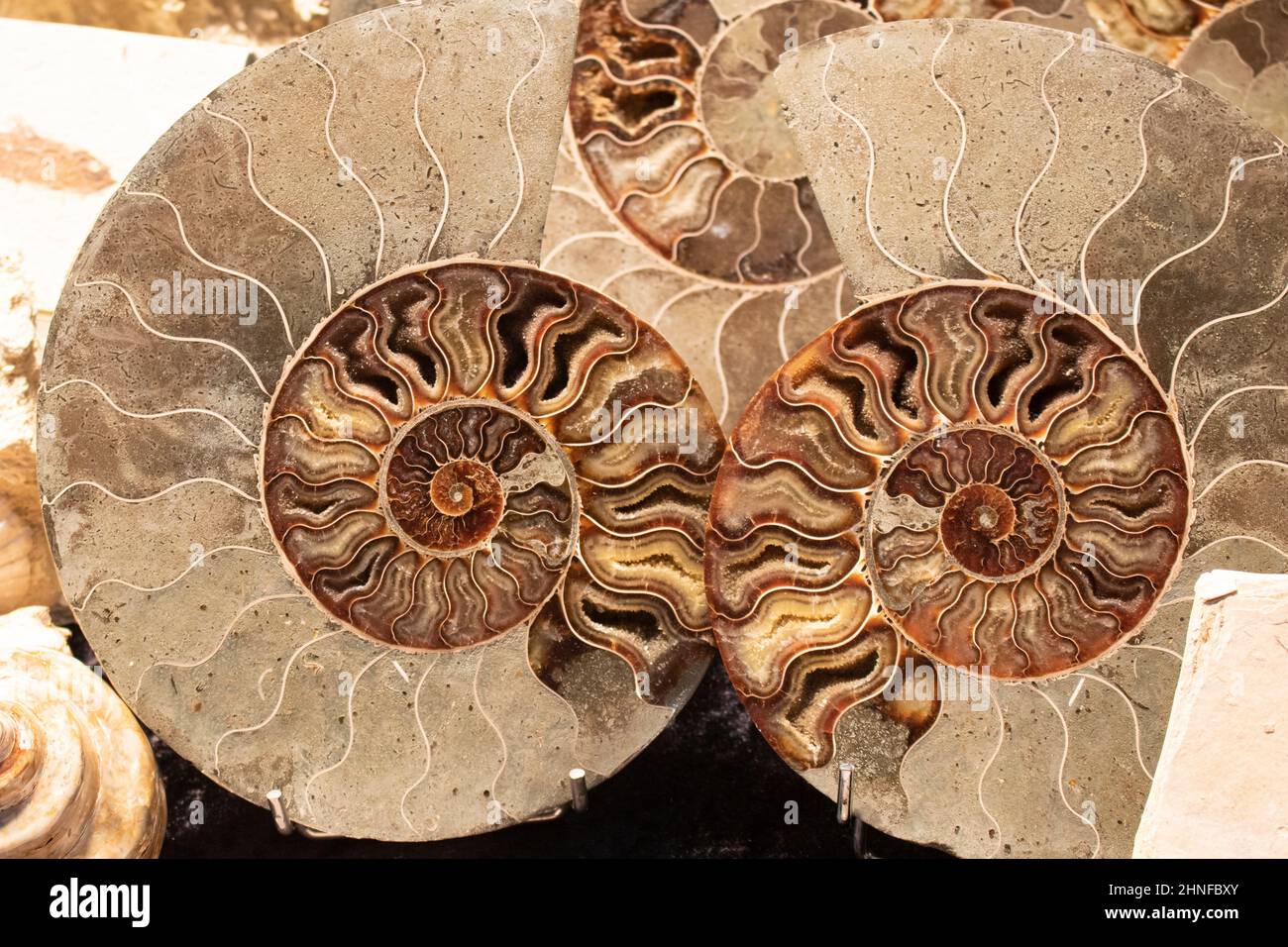 Ammonite , Prehistoric fossilized mollusk , an extinct marine animal ...