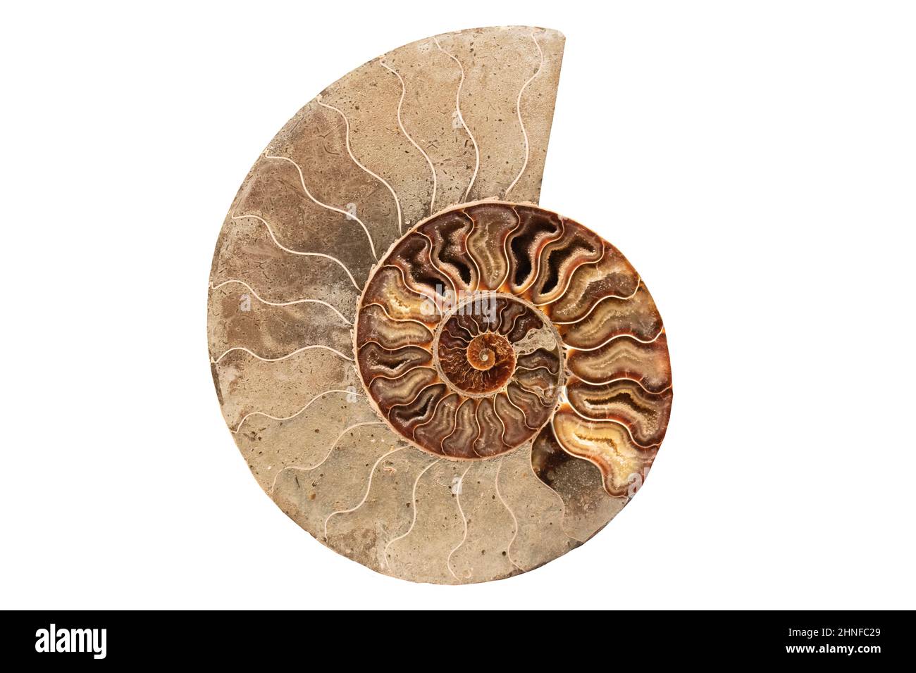 Ammonite , Prehistoric fossilized mollusk , an extinct marine animal. Stock Photo