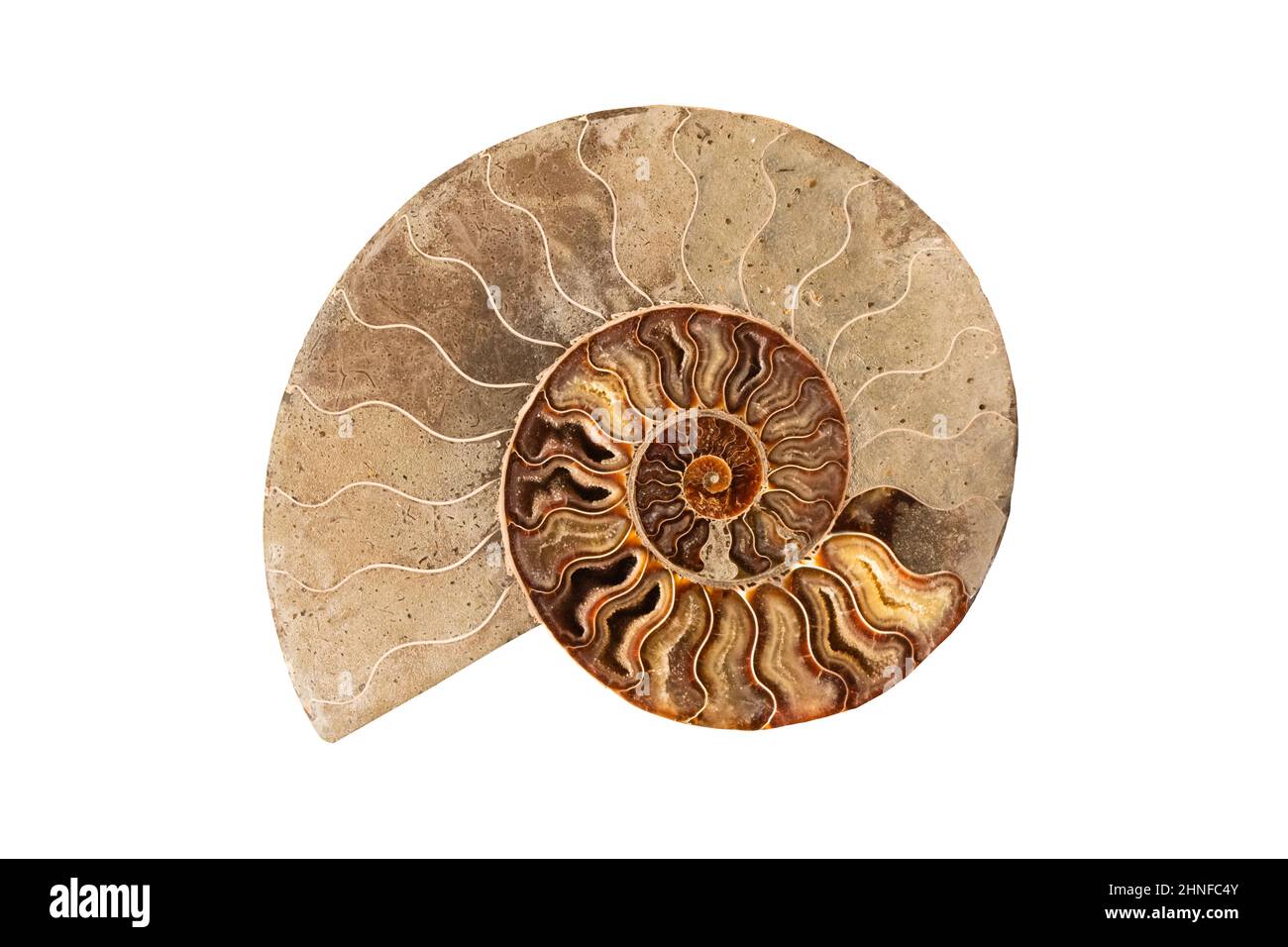 Ammonite , Prehistoric fossilized mollusk , an extinct marine animal. Stock Photo