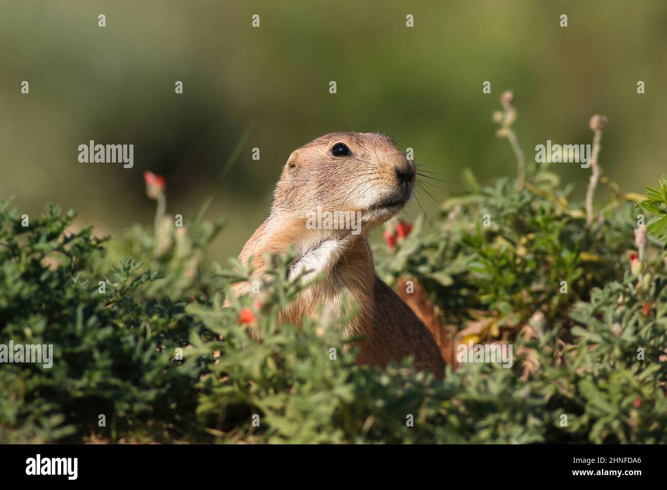 Close up portrait of a Black-tailed Prairie Dog surrounded by green vegetation with a few orange wildflowers. Stock Photo