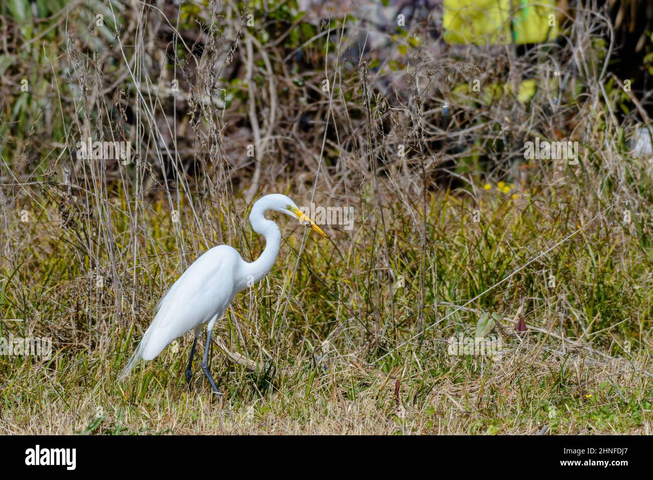 Great egret with a lizard in its mouth in grassy area of New Orleans City Park Stock Photo