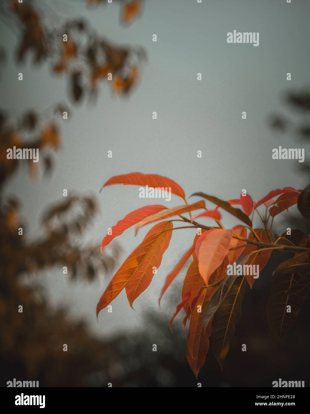 Closeup of autumn leaves on a tree branch in a forest Stock Photo - Alamy