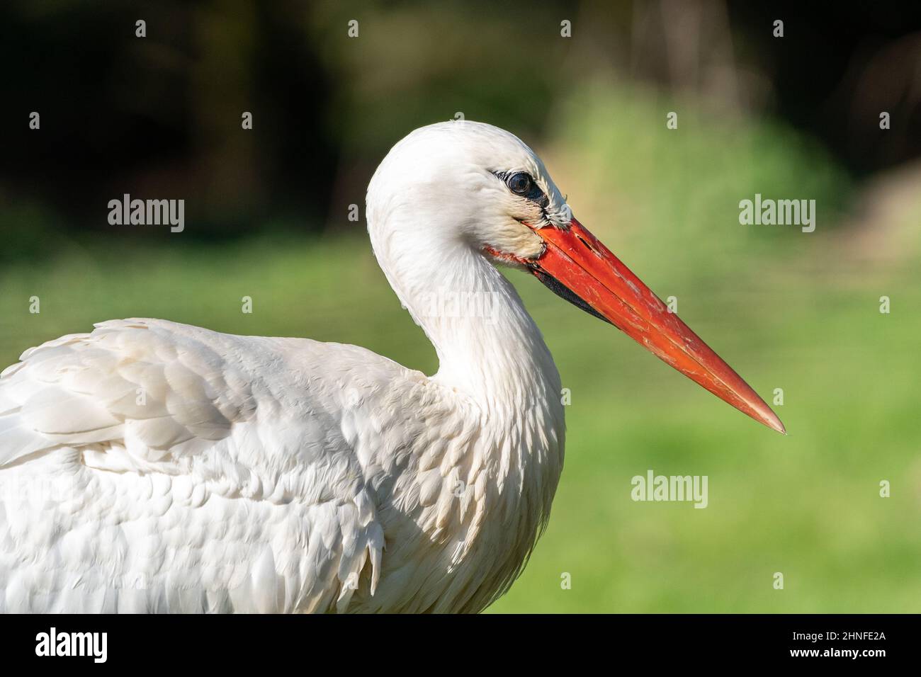 Side view of a white stork Stock Photo - Alamy