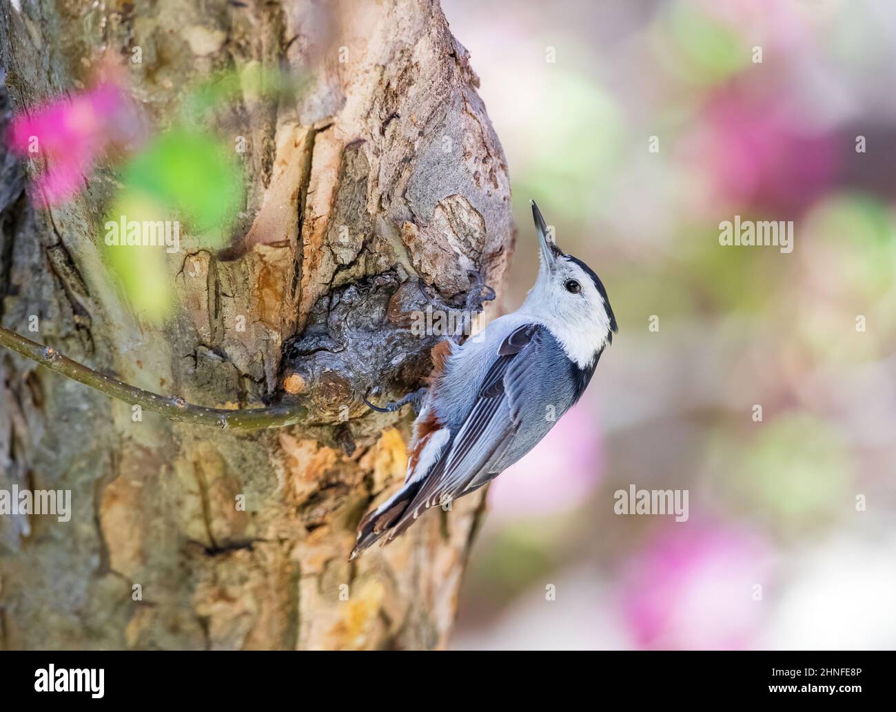 Closeup of a White-breasted Nuthatch clinging to the bark of a Crabapple tree with a colorful soft background of pink and green Spring blossoms. Stock Photo