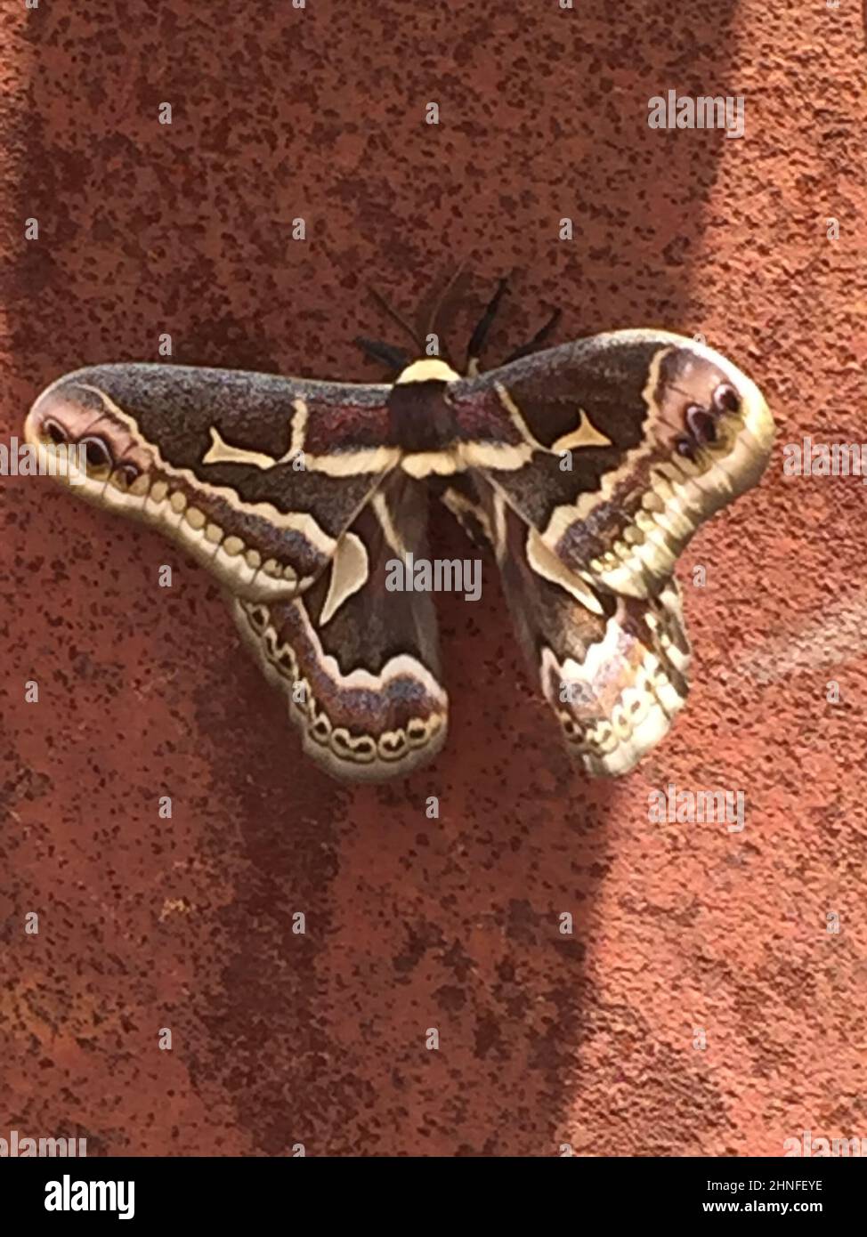 Large Cecropia Moth Resting On Textured Red Wall Stock Photo - Alamy