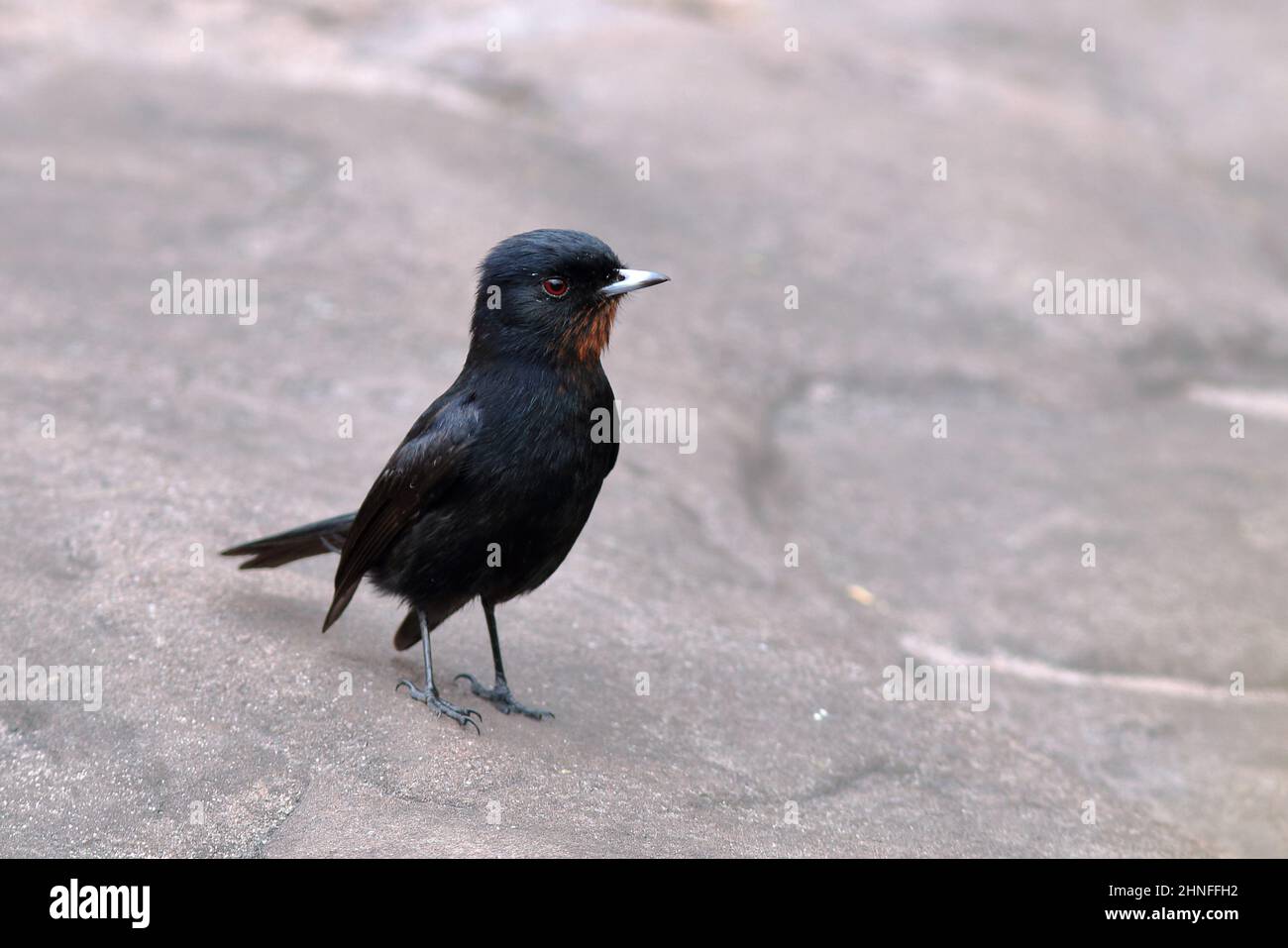 Velvety Black-Tyrant (Knipolegus nigerrimus) perched on the ground (rock), on the way to the Fumaça waterfall Stock Photo