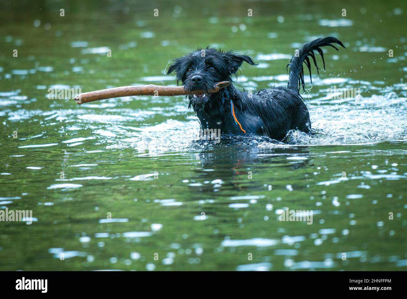 Black dog with cane swimming in the river. Stock Photo