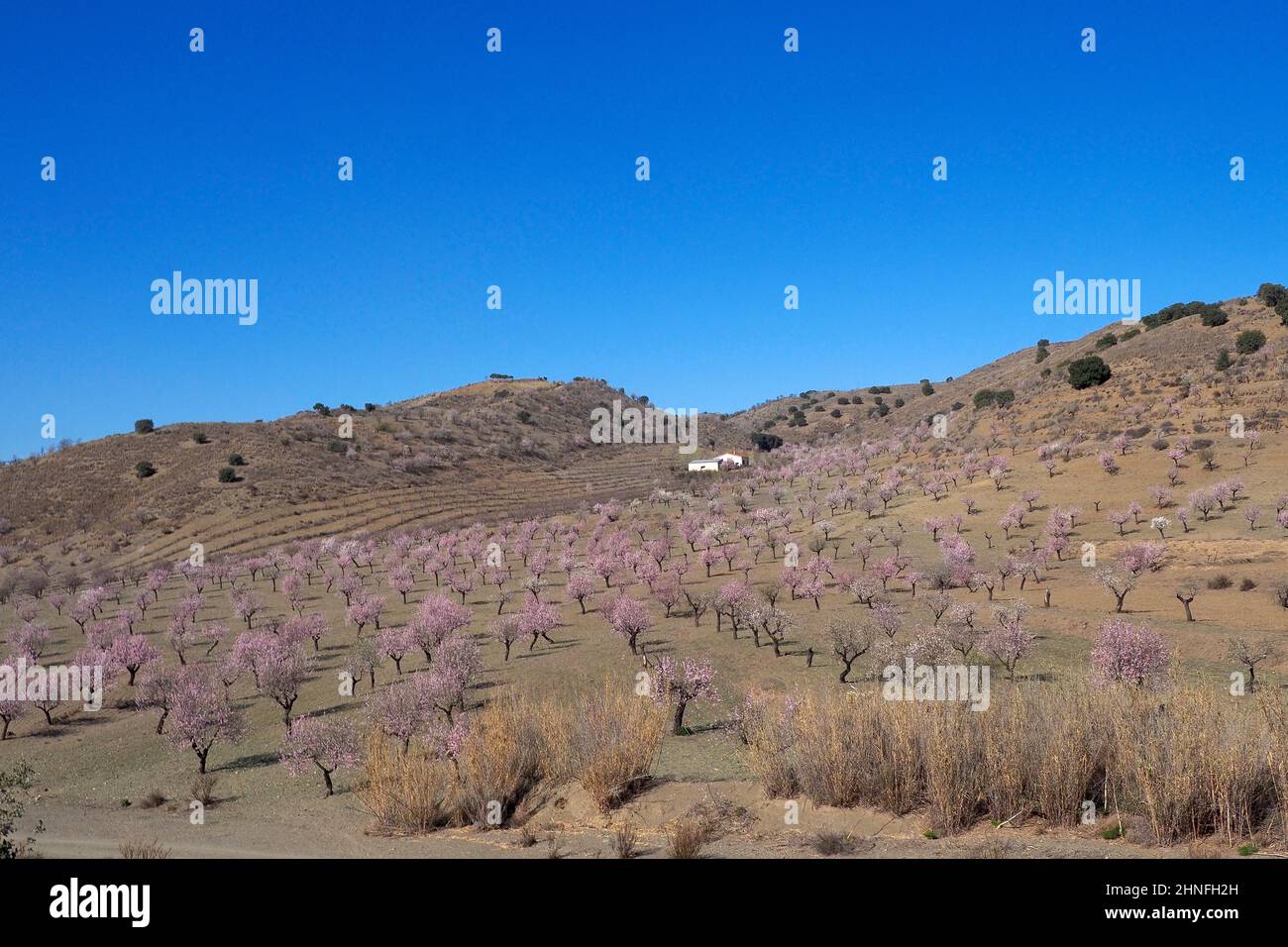 Several flowering almond trees in front of country house on hillside, almond plantation in full bloom, hilly landscape with house, Velez-Rubio Stock Photo