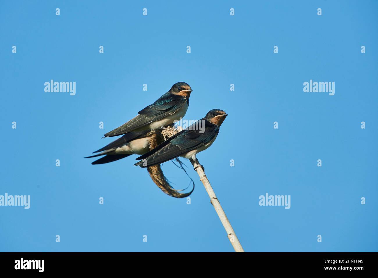 Barn swallow (Hirundo rustica) sitting on a branch, Ebro delta, Catalonia, Spain Stock Photo