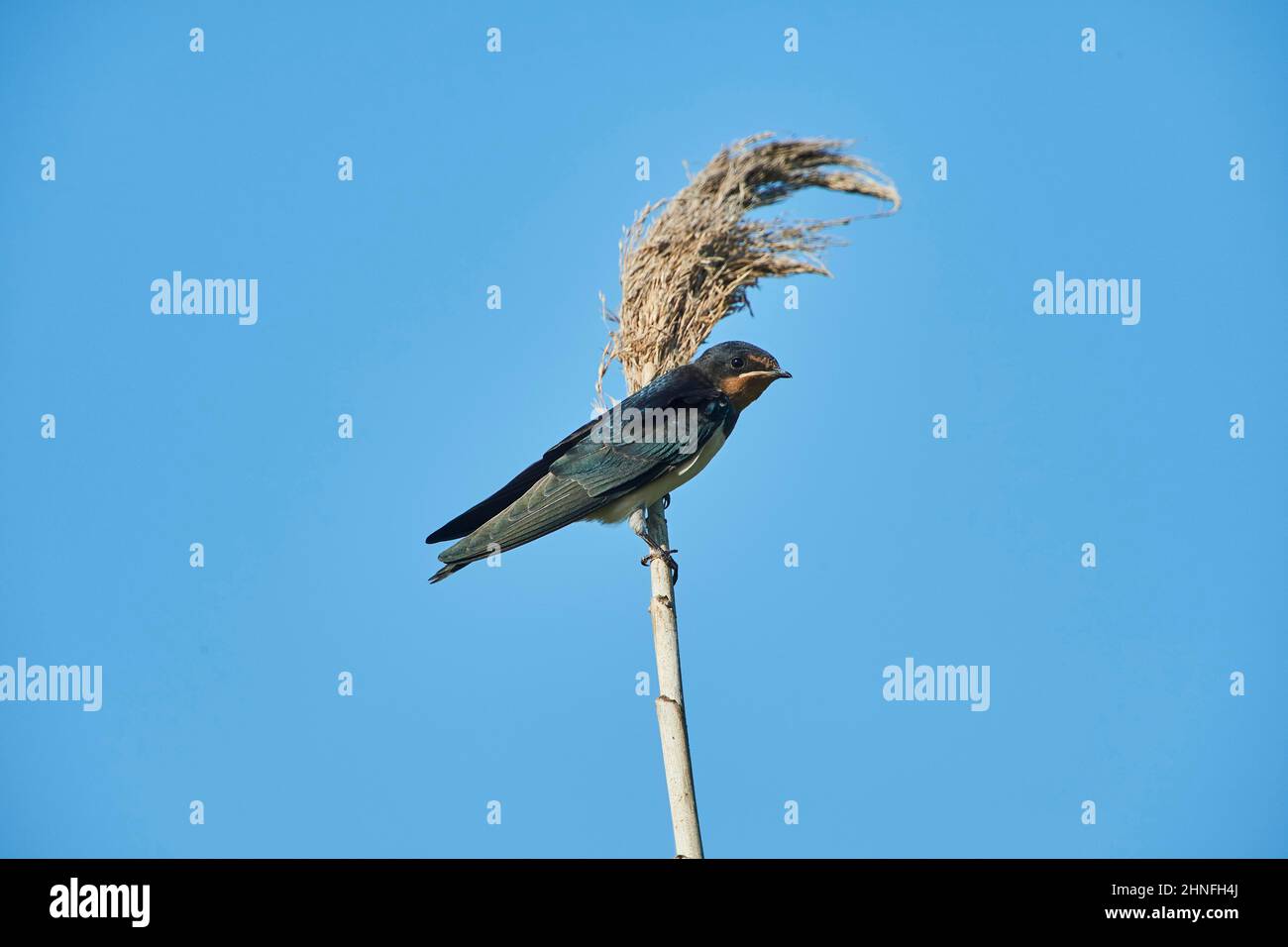 Barn swallow (Hirundo rustica) sitting on a branch, Ebro delta, Catalonia, Spain Stock Photo