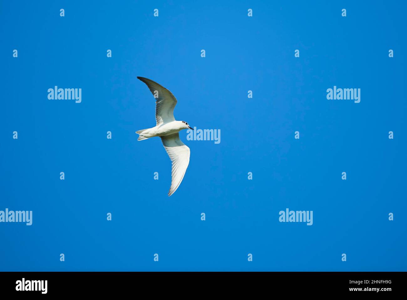 Arctic tern (Sterna paradisaea) flying in the sky, Ebro delta, Catalonia, Spain Stock Photo