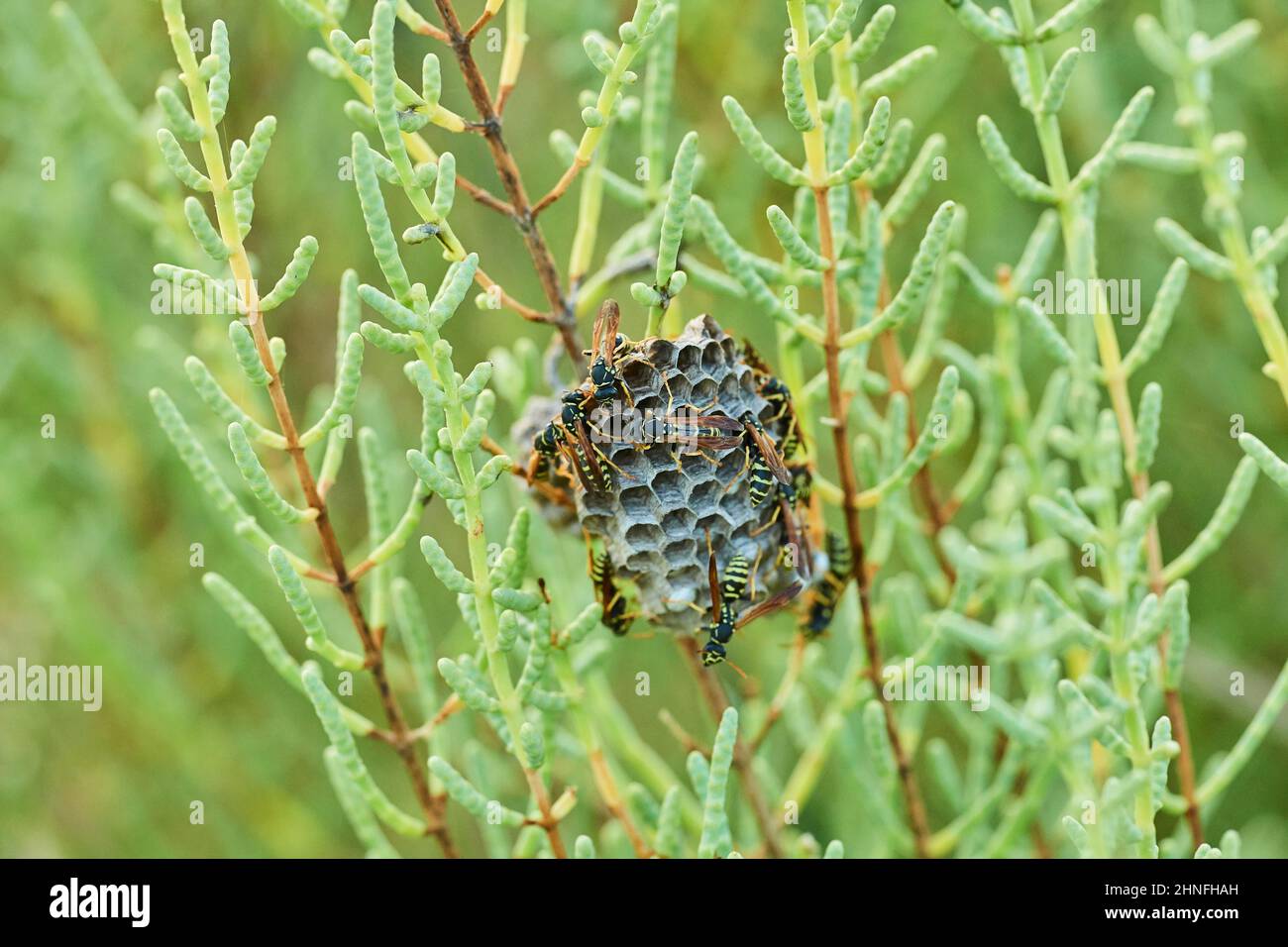 Wasps (Polistes chinensis antennalis) on a nest, Ebro delta, Catalonia, Spain Stock Photo