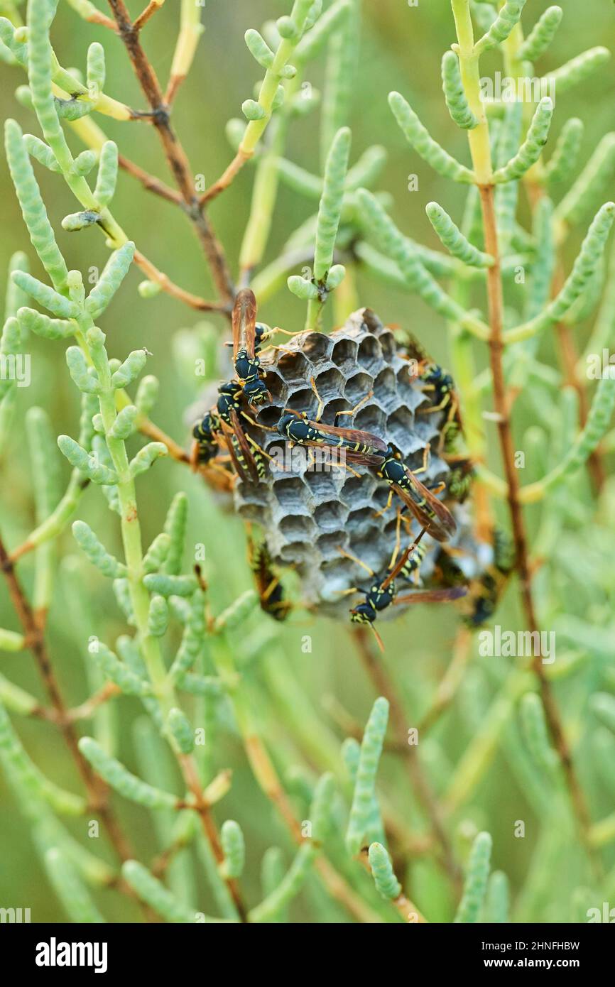 Wasps (Polistes chinensis antennalis) on a nest, Ebro delta, Catalonia, Spain Stock Photo