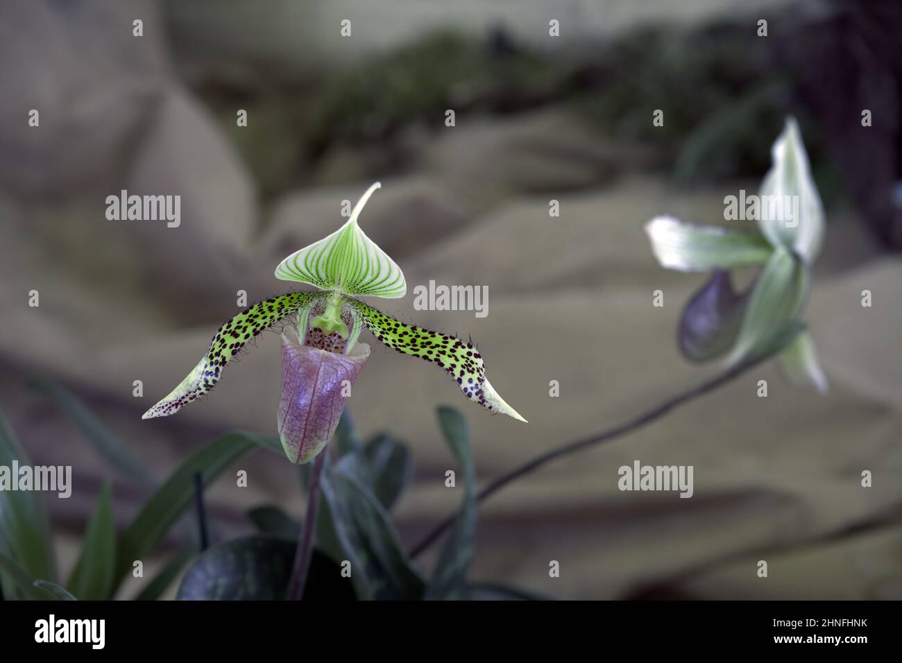 Beautiful markings of the Paphiopedilum sukhakulii or Lady Slipper orchid Stock Photo