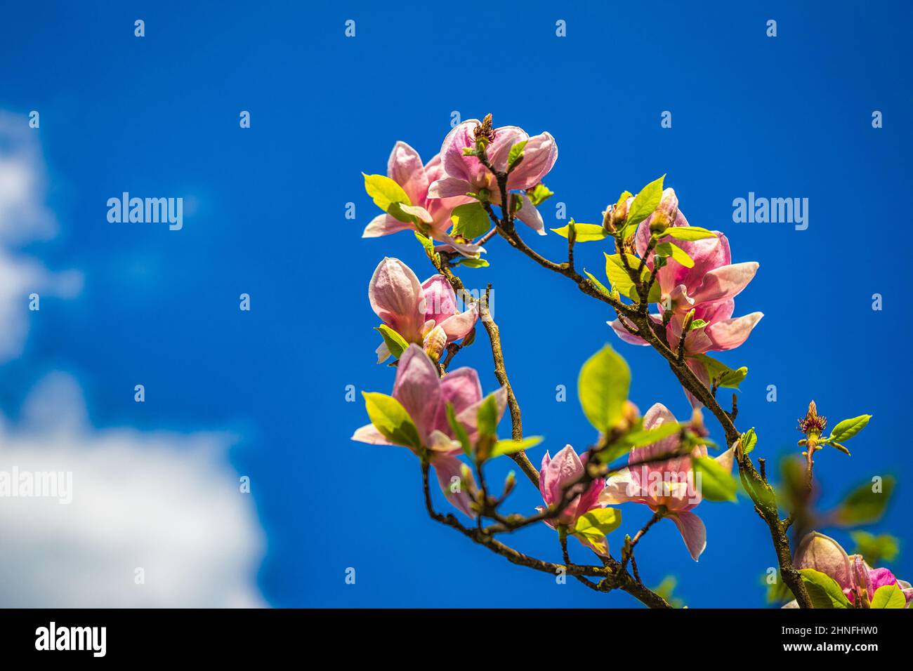 Blooming flower of magnolia tree with blue sky in background. Stock Photo
