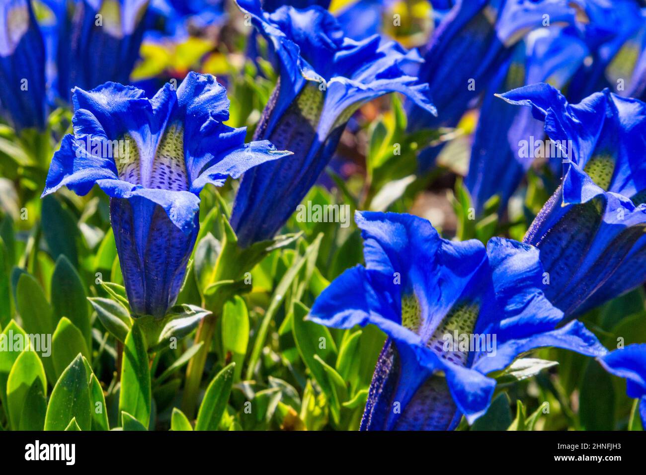 Gentiana clusii, known as flower of the sweet-lady or  Clusius gentian. A group of blue flowers Stock Photo
