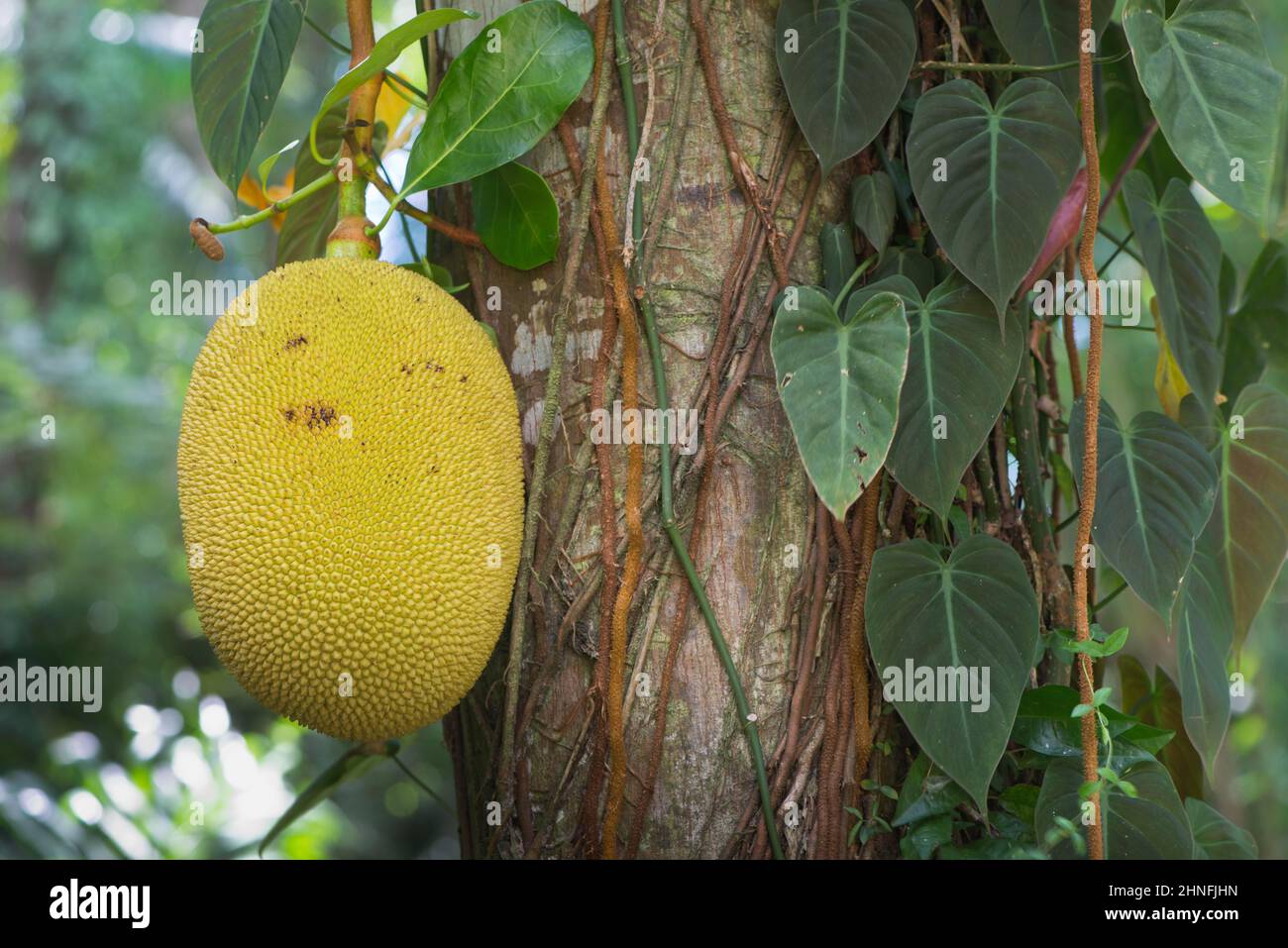 Jackfruit tree (Artocarpus heterophyllus), Mahe, Seychelles Stock Photo