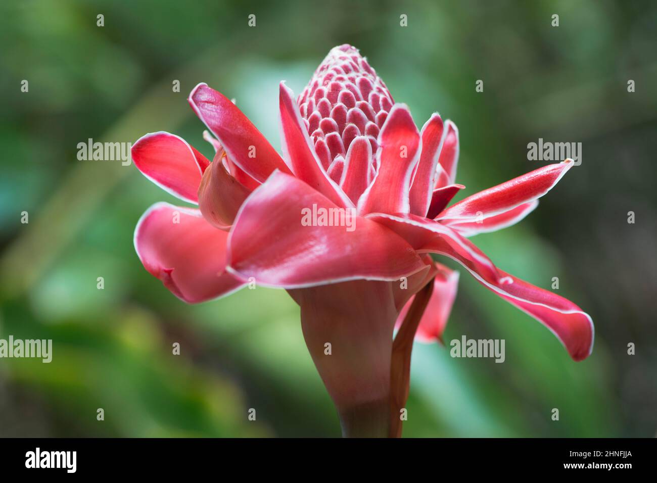 Torch ginger (Etlingera elatior), Mahe, Seychelles Stock Photo Alamy