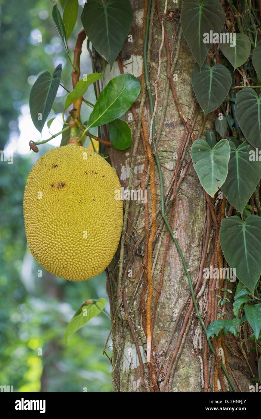 Jackfruit tree (Artocarpus heterophyllus), Mahe, Seychelles Stock Photo