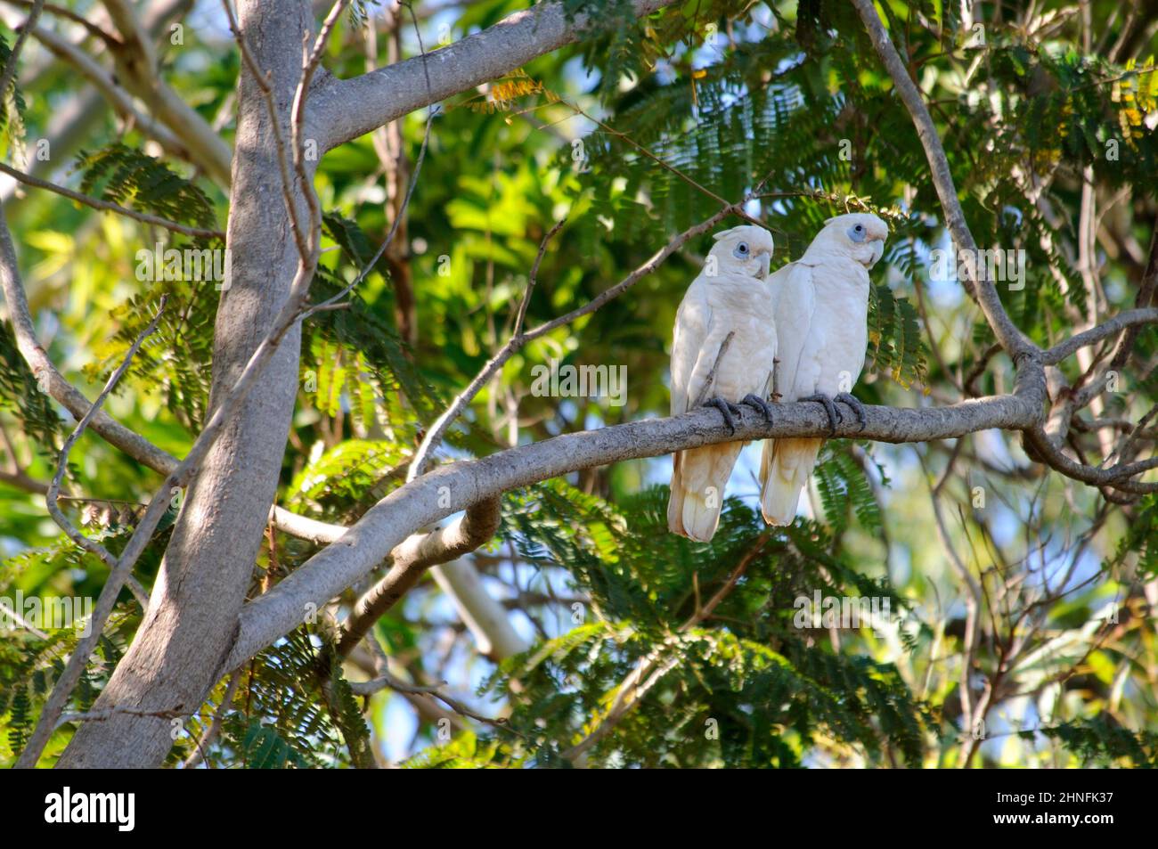 Little corellas (Cacatua sanguinea), Broome, Kimberley, Australia Stock Photo