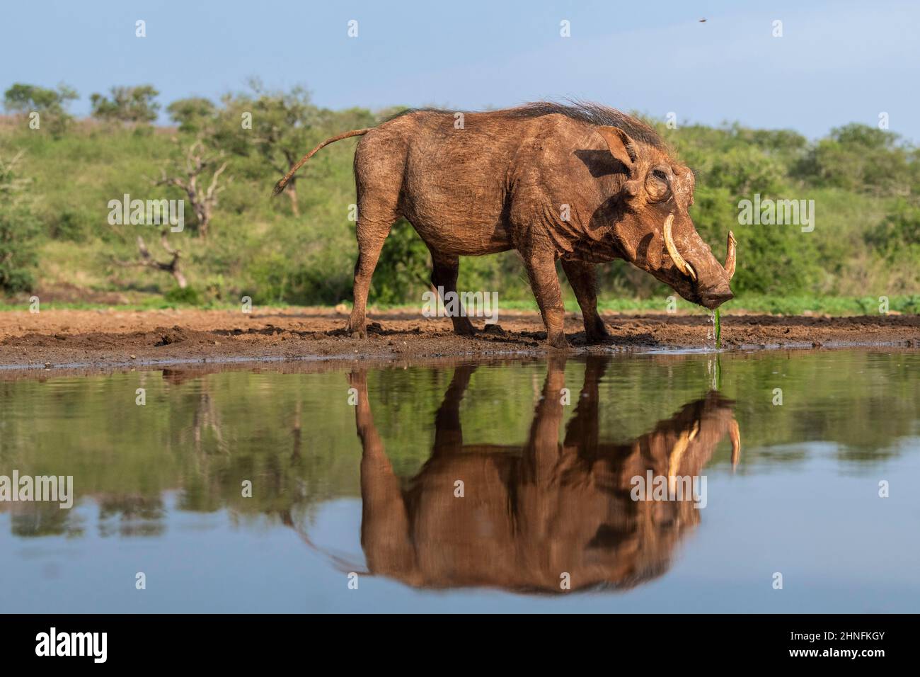 Common warthog (Phacochoerus africanus) boar drinking at waterhole