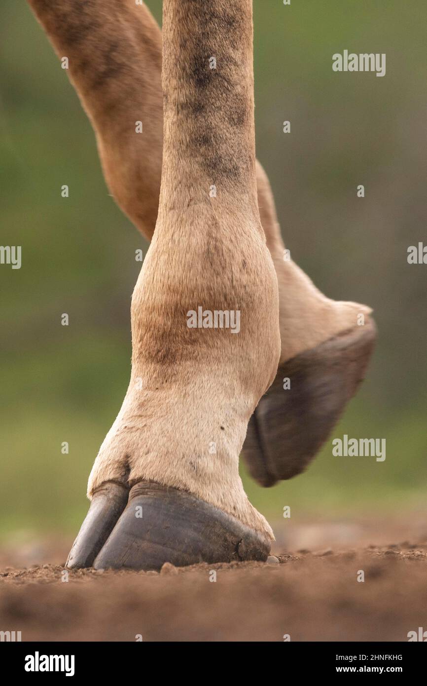 Legs and hooves of a giraffe (Giraffa camelopardalis) Zimanga Game
