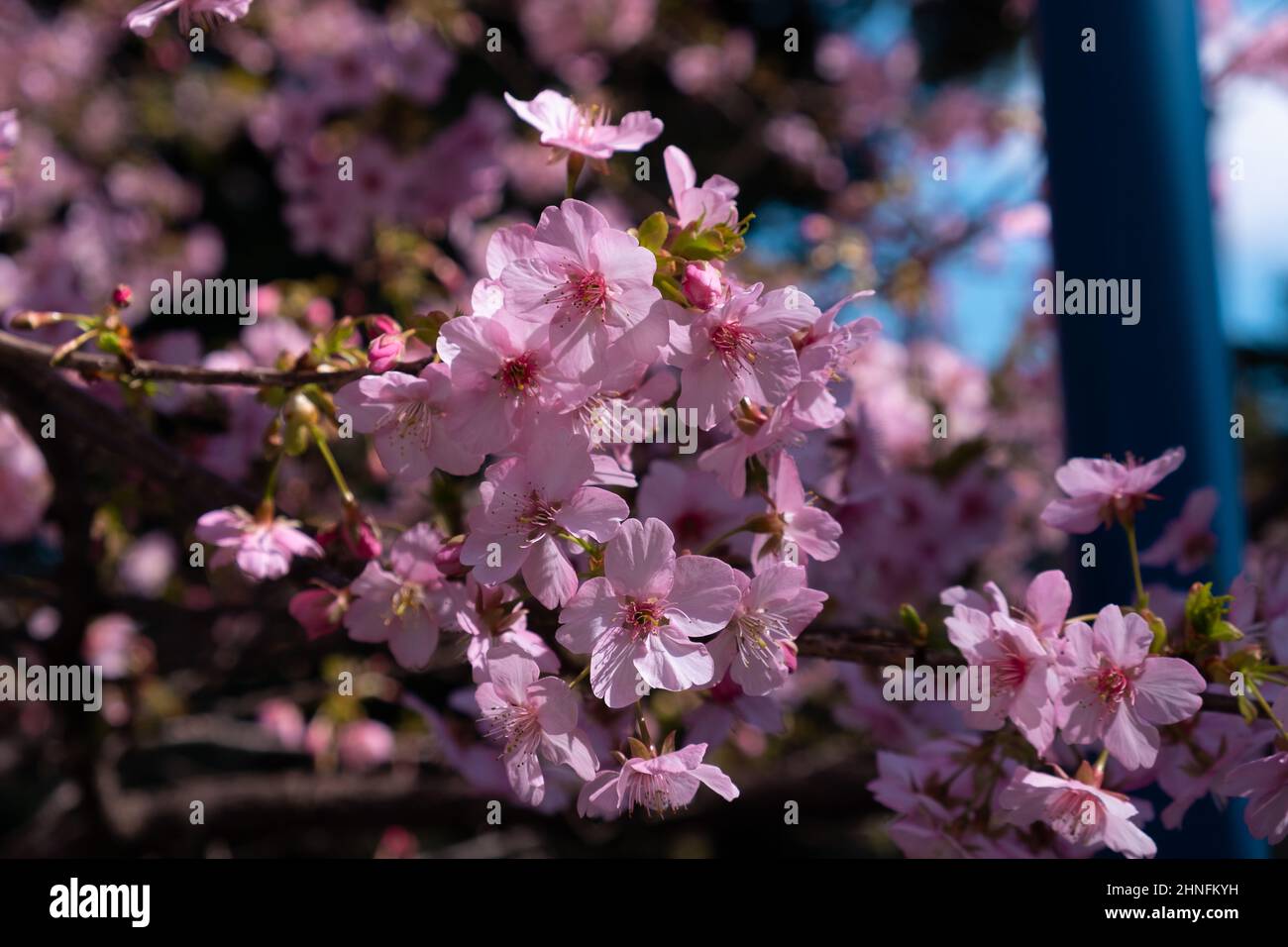 Closeup of a pink cherry blossom tree Stock Photo - Alamy