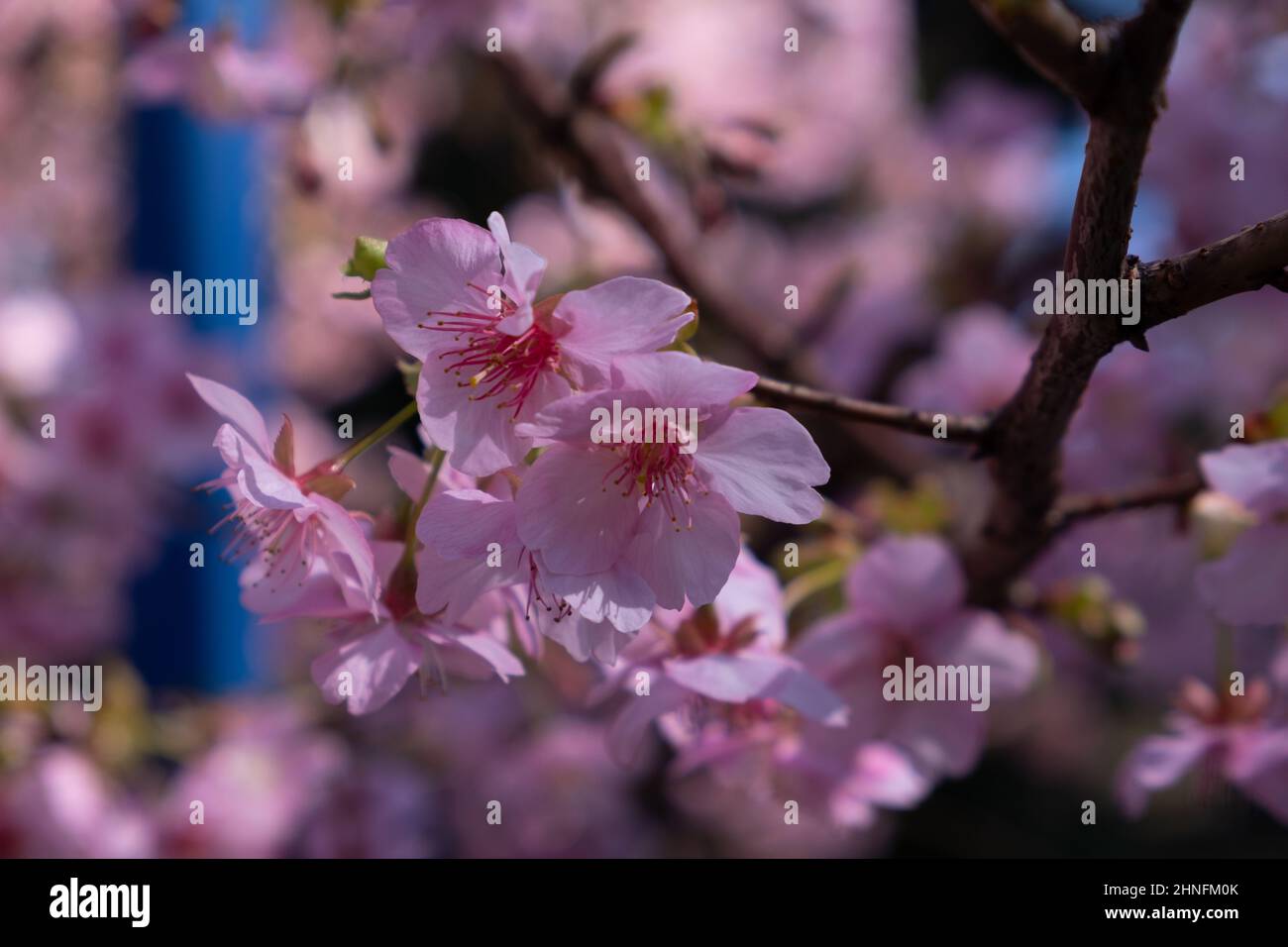 Closeup of a pink cherry blossom tree Stock Photo - Alamy