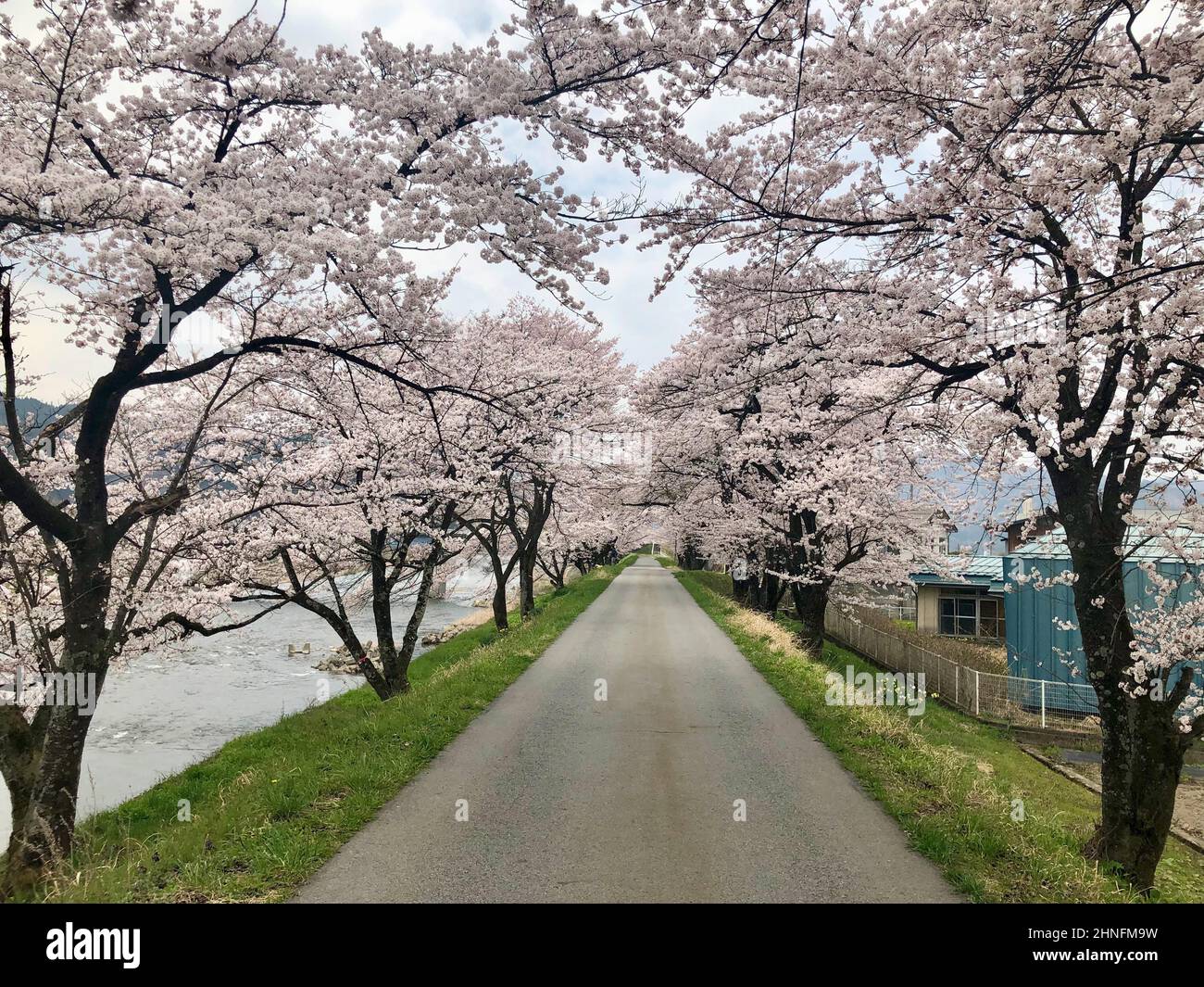 Avenue with cherry trees, cherry blossom, Hida, Japan Stock Photo Alamy