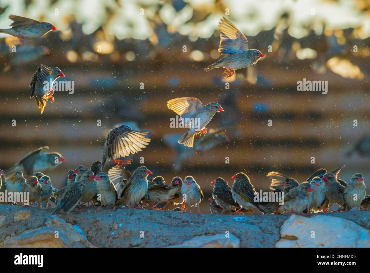 A mega flock of red-billed quelea (Quelea quelea), gather at a water tank, Etosha National Park, Namibia Stock Photo