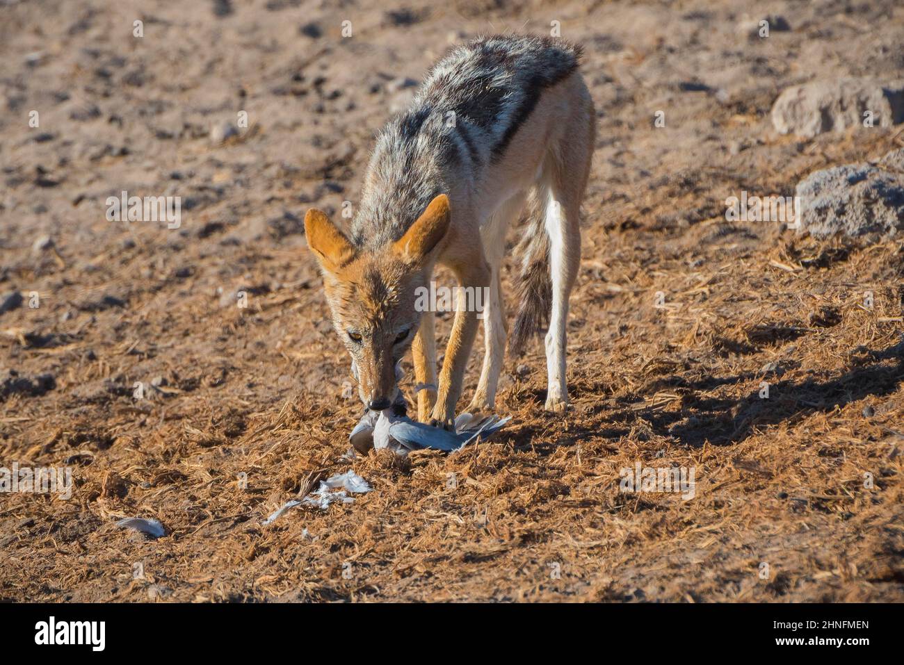 Blackbacked jackal (Canis mesomelas) at a waterhole eating a captured