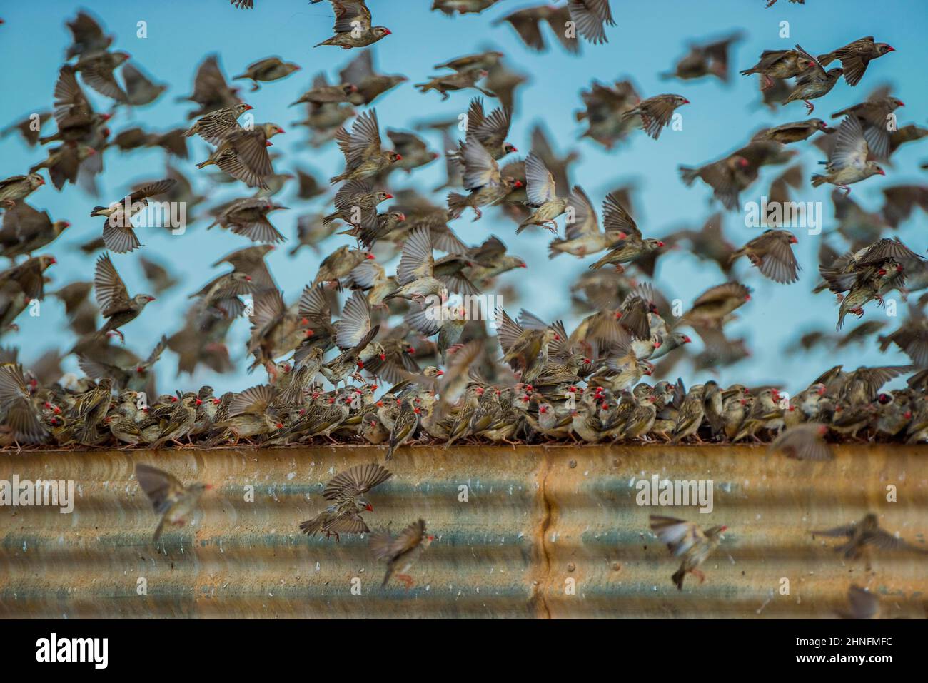 A mega flock of red-billed quelea (Quelea quelea), gather at a water tank, Etosha National Park, Namibia Stock Photo