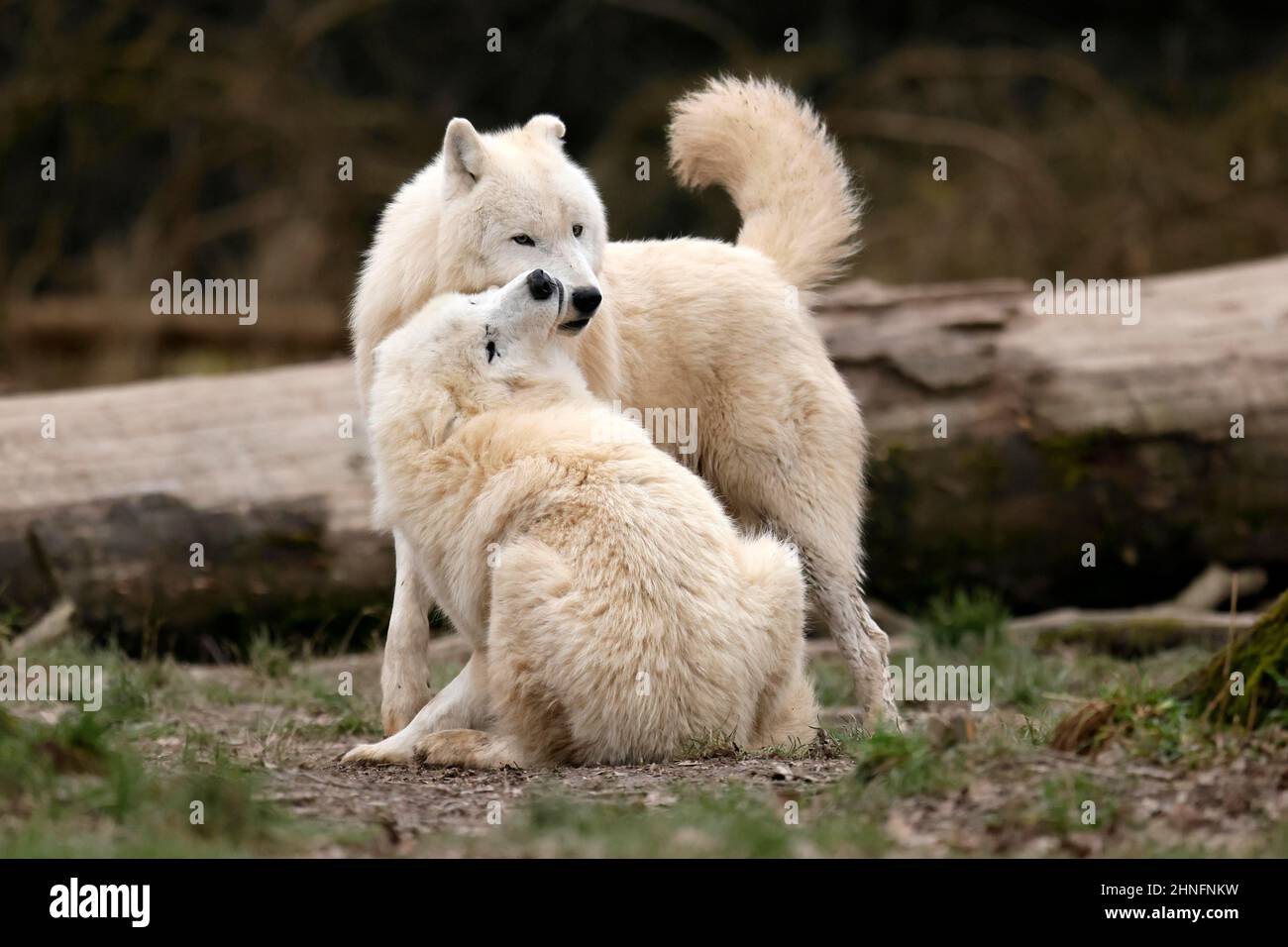 Arctic wolf (Canis lupus arctos) two wolves in a meadow, captive Stock ...