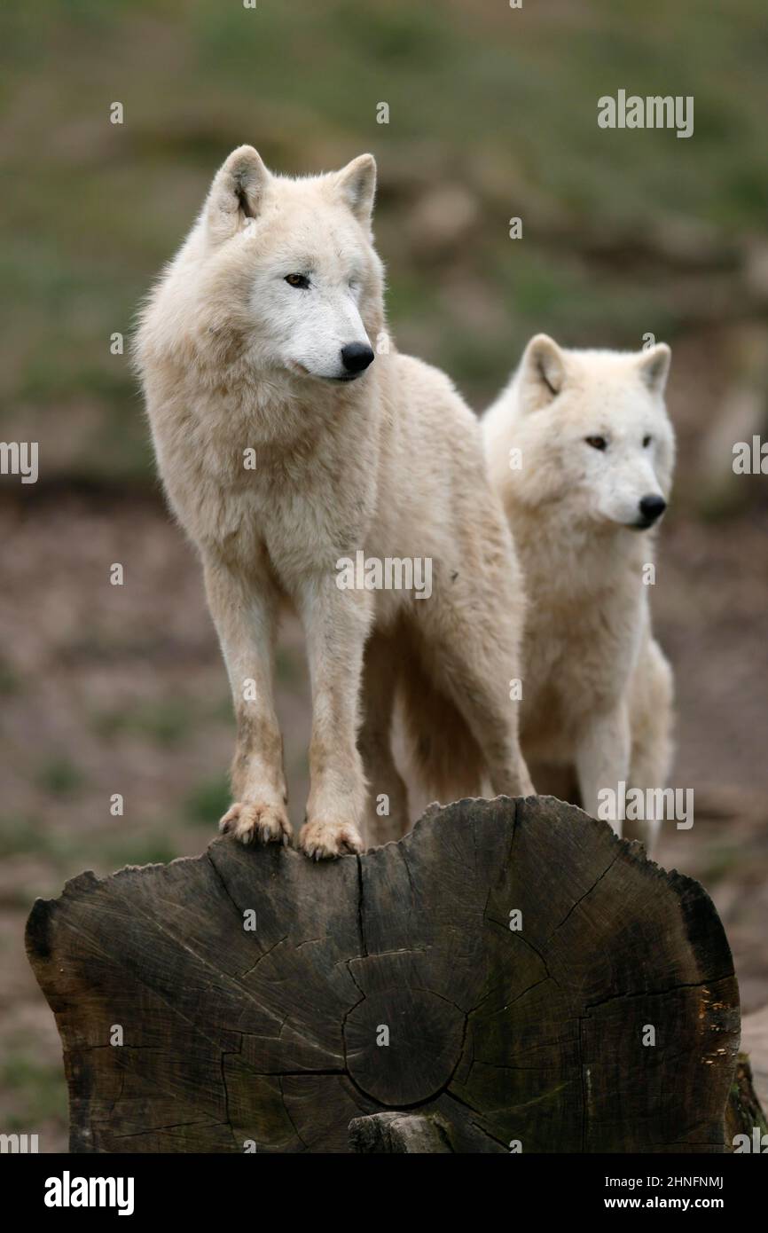 Arctic wolf (Canis lupus arctos) two wolves standing on a tree trunk ...