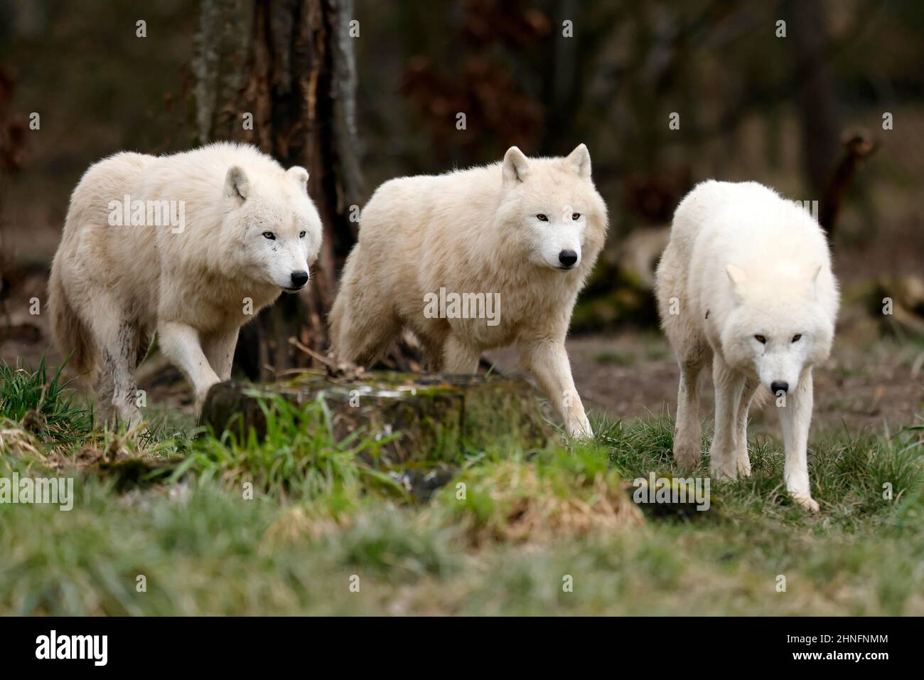 Arctic Wolf Canis Lupus Arctos Pack Running In A Meadow Captive