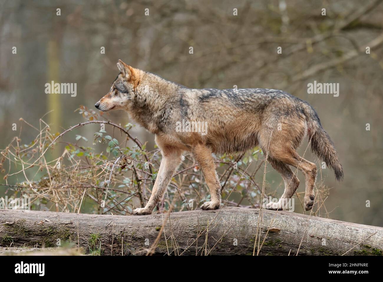 European gray wolf (Canis lupus) walking on a tree trunk, captive Stock ...