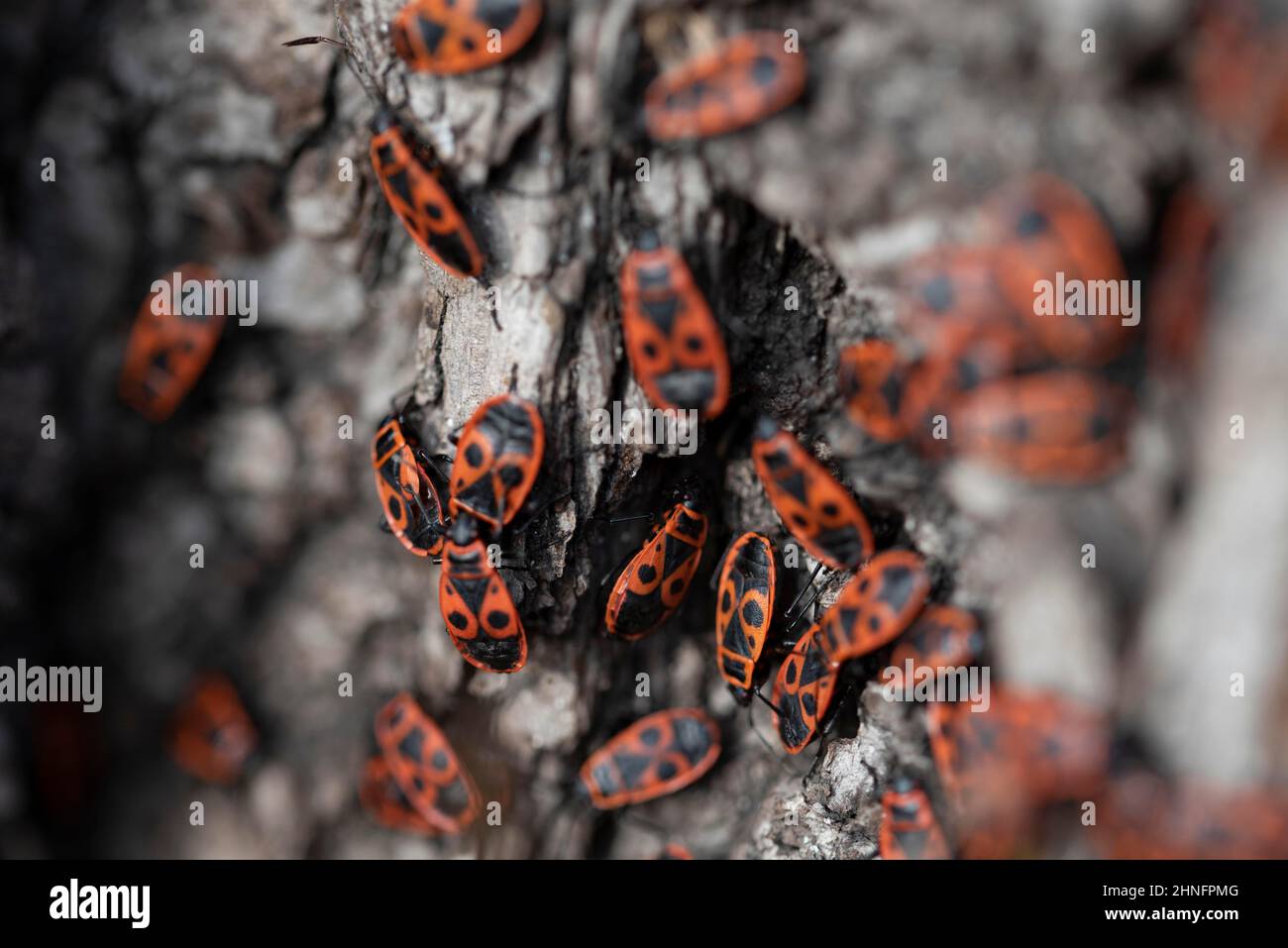 Fire bugs (Pyrrhocoridae), popularly known as fire beetles, Magdeburg