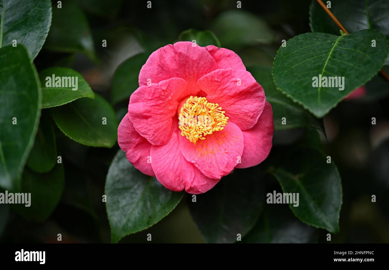 Flower of a japanese camellia (Camellia japonica) Stock Photo