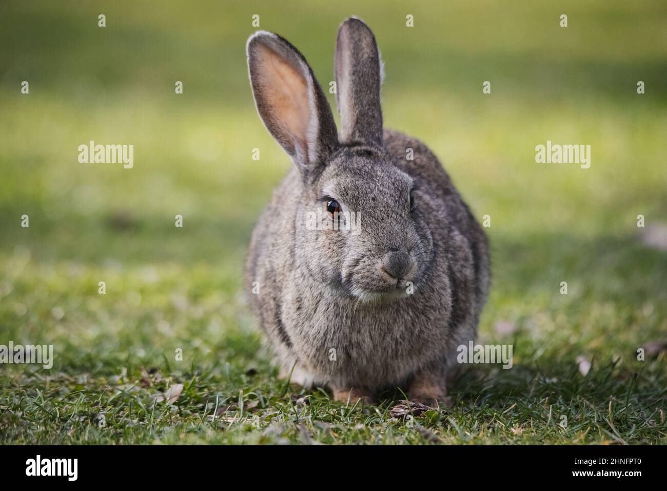 Rabbit eyes in close up hi-res stock photography and images - Alamy