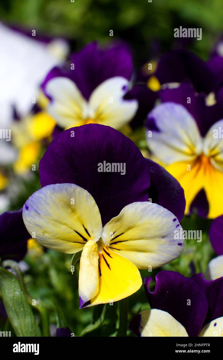 Close up of a purple & yellow Pansy (Viola × wittrockiana) in the garden with defocused background Stock Photo