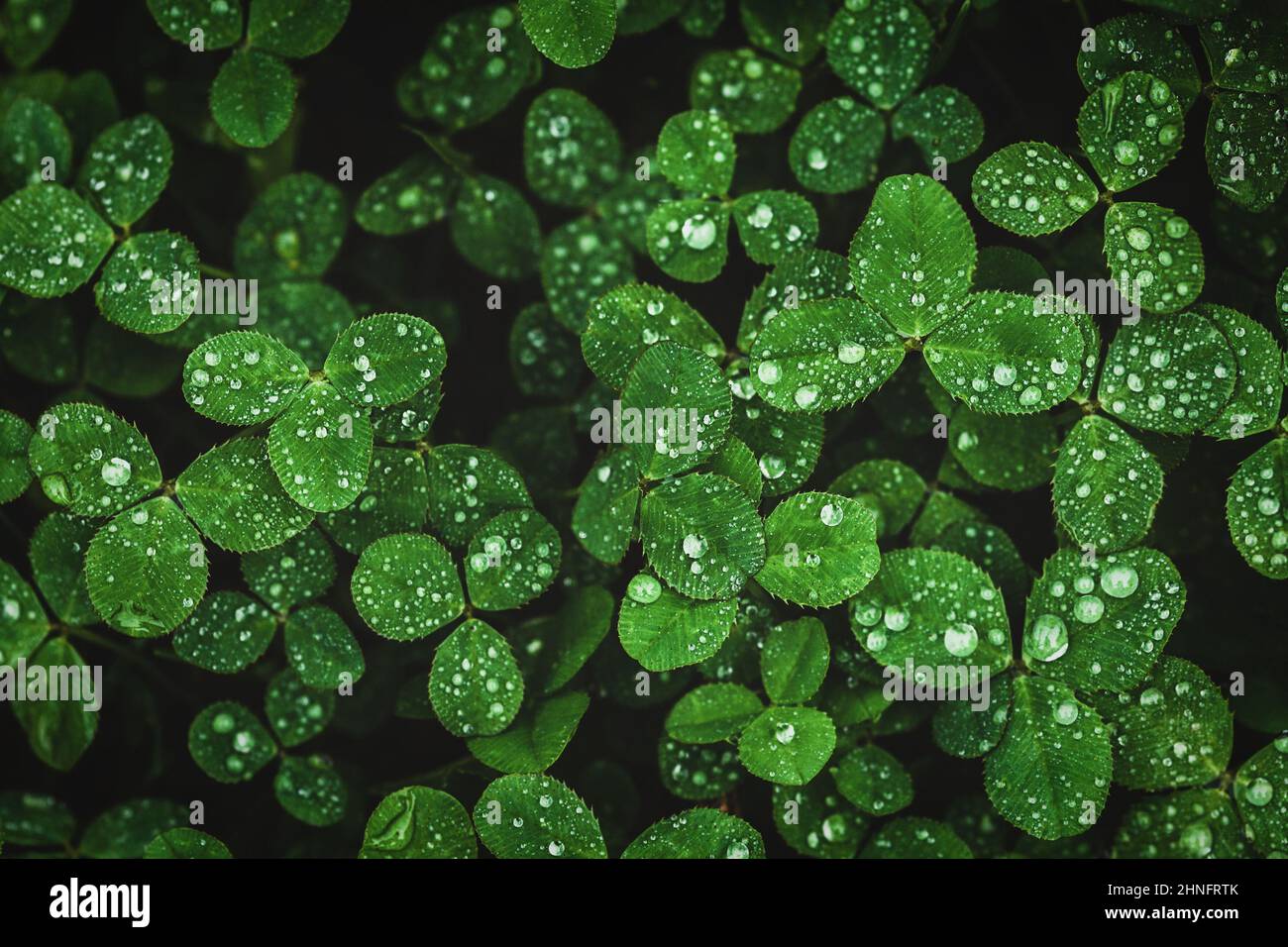 Dark green clover leaves wet with rain, moody clover background Stock Photo