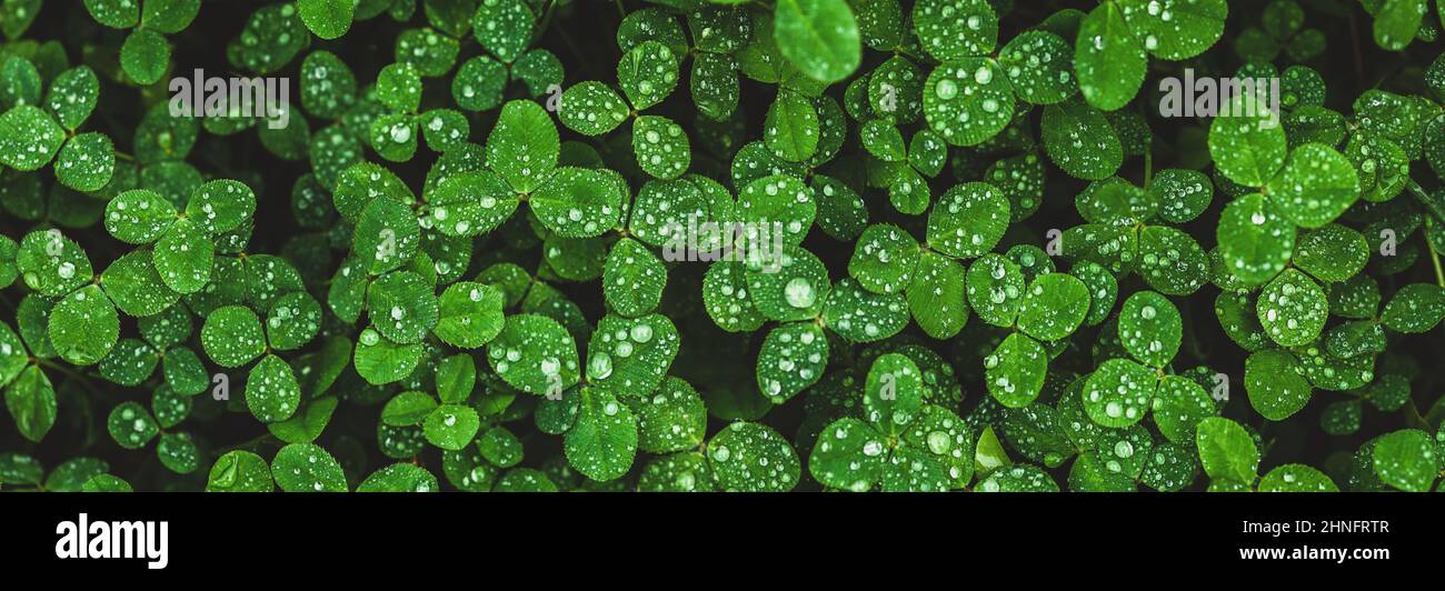 Clover background, shamrock field wet with dew. wide banner natural grass texture Stock Photo