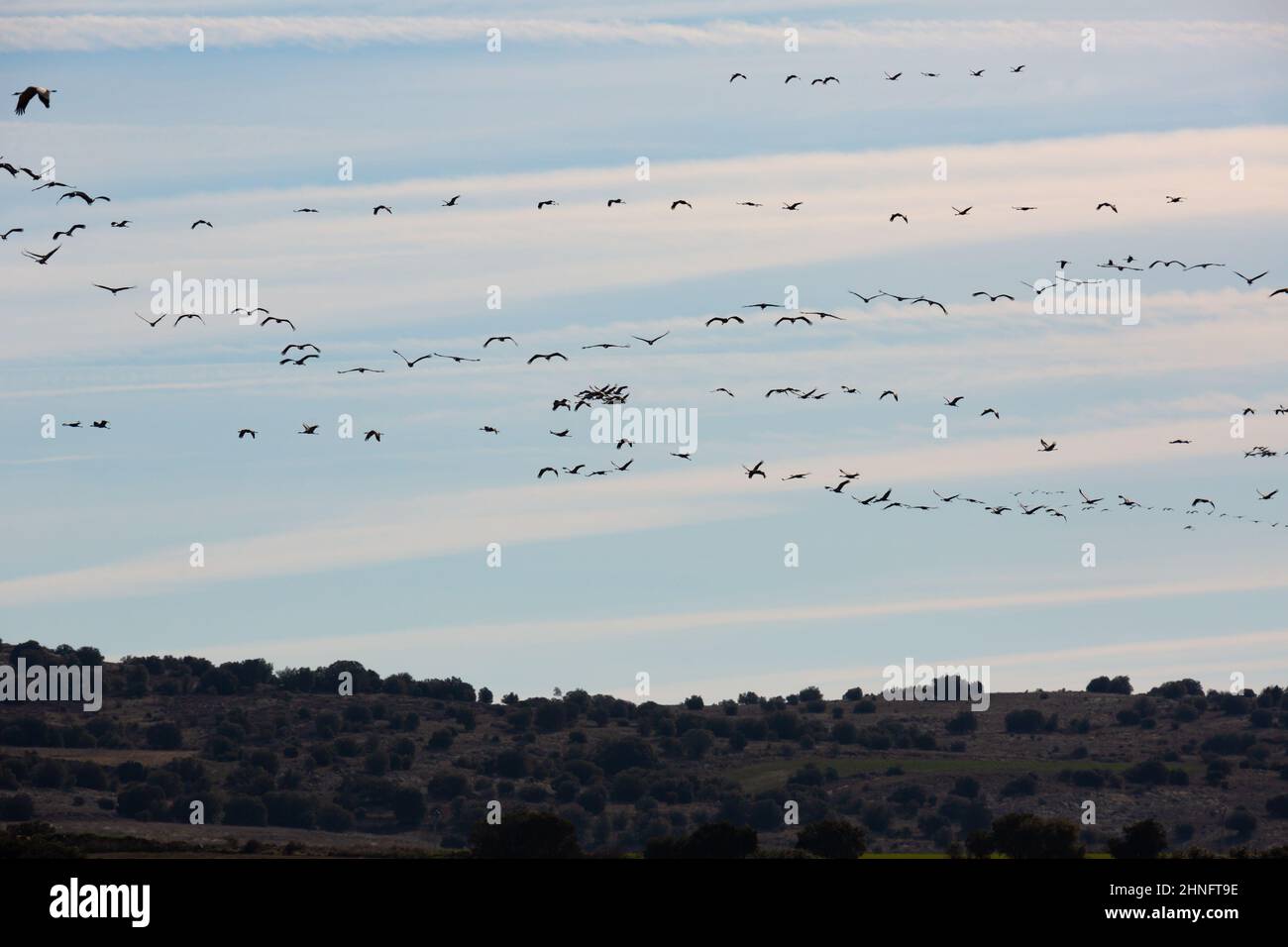Migration of flock of cranes in the sky Stock Photo - Alamy