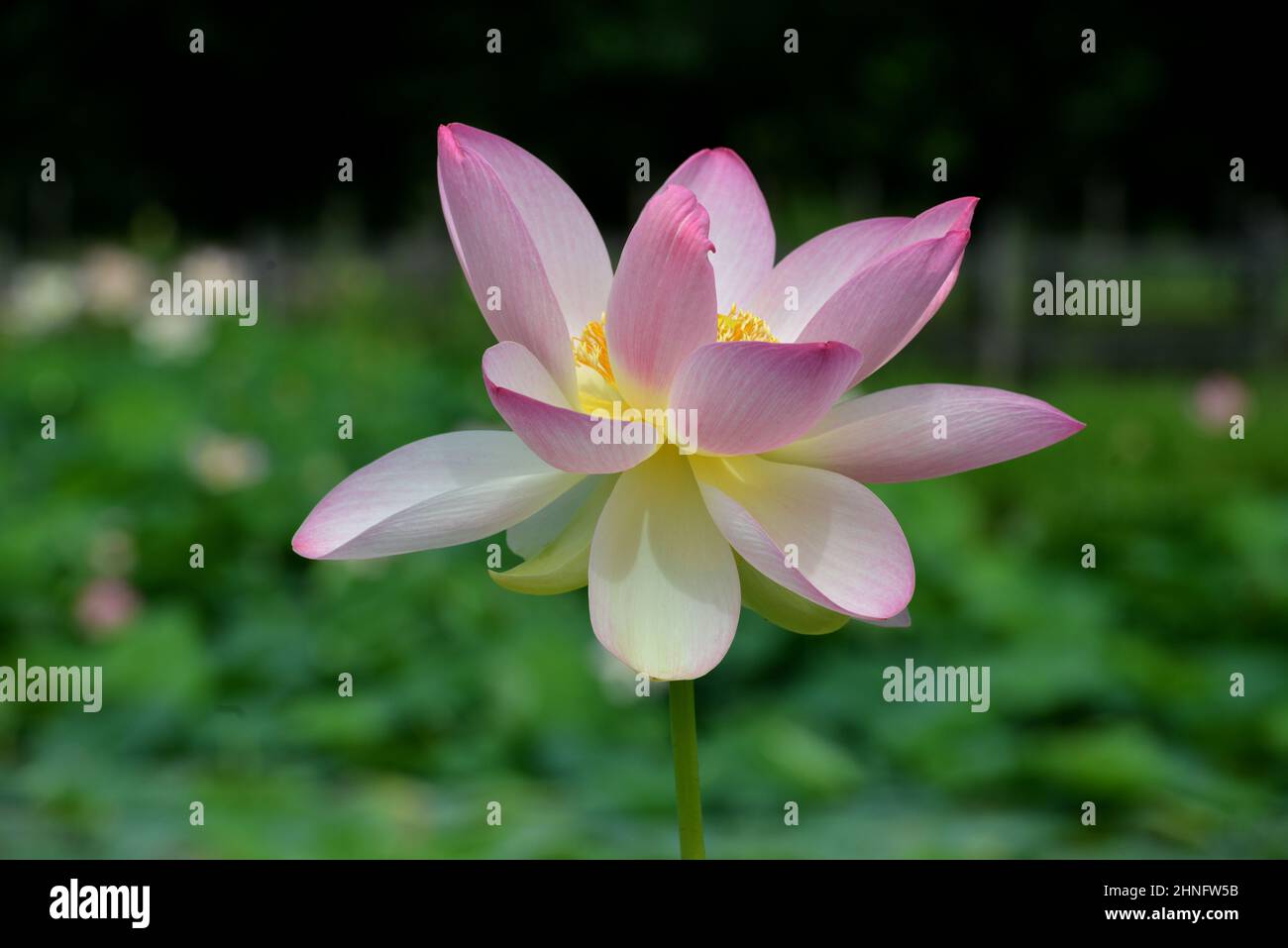 Lotus flowers shining at sunset Stock Photo Alamy