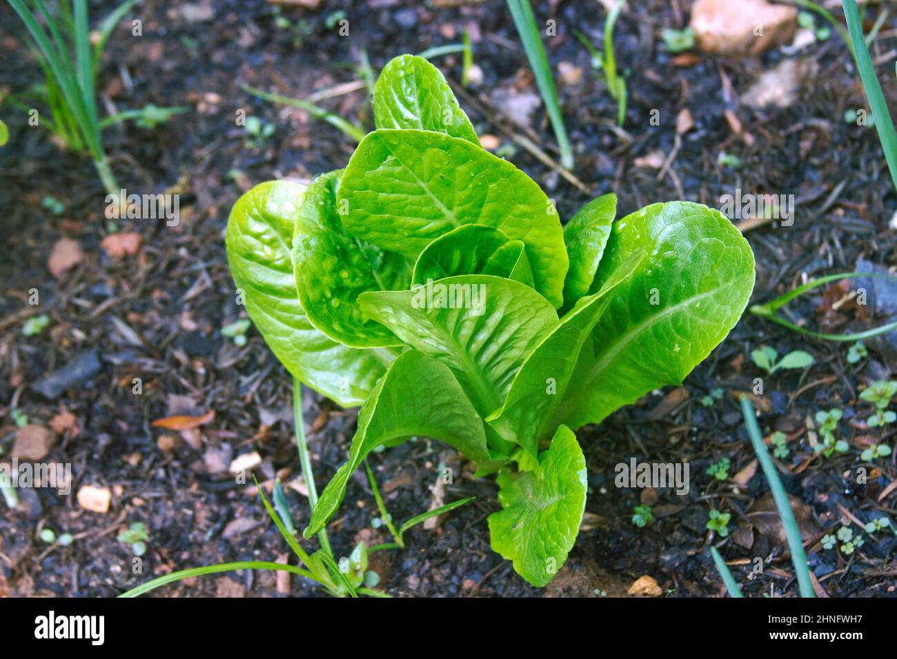 A head of Romaine lettuce growing in a vegetable garden next to onions Stock Photo