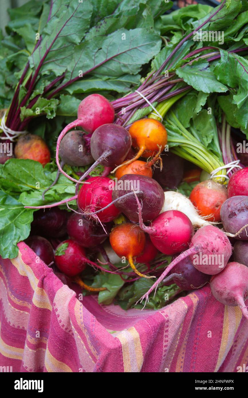 Colorful, freshly harvested organic beets for sale at an outdoor summer market Stock Photo