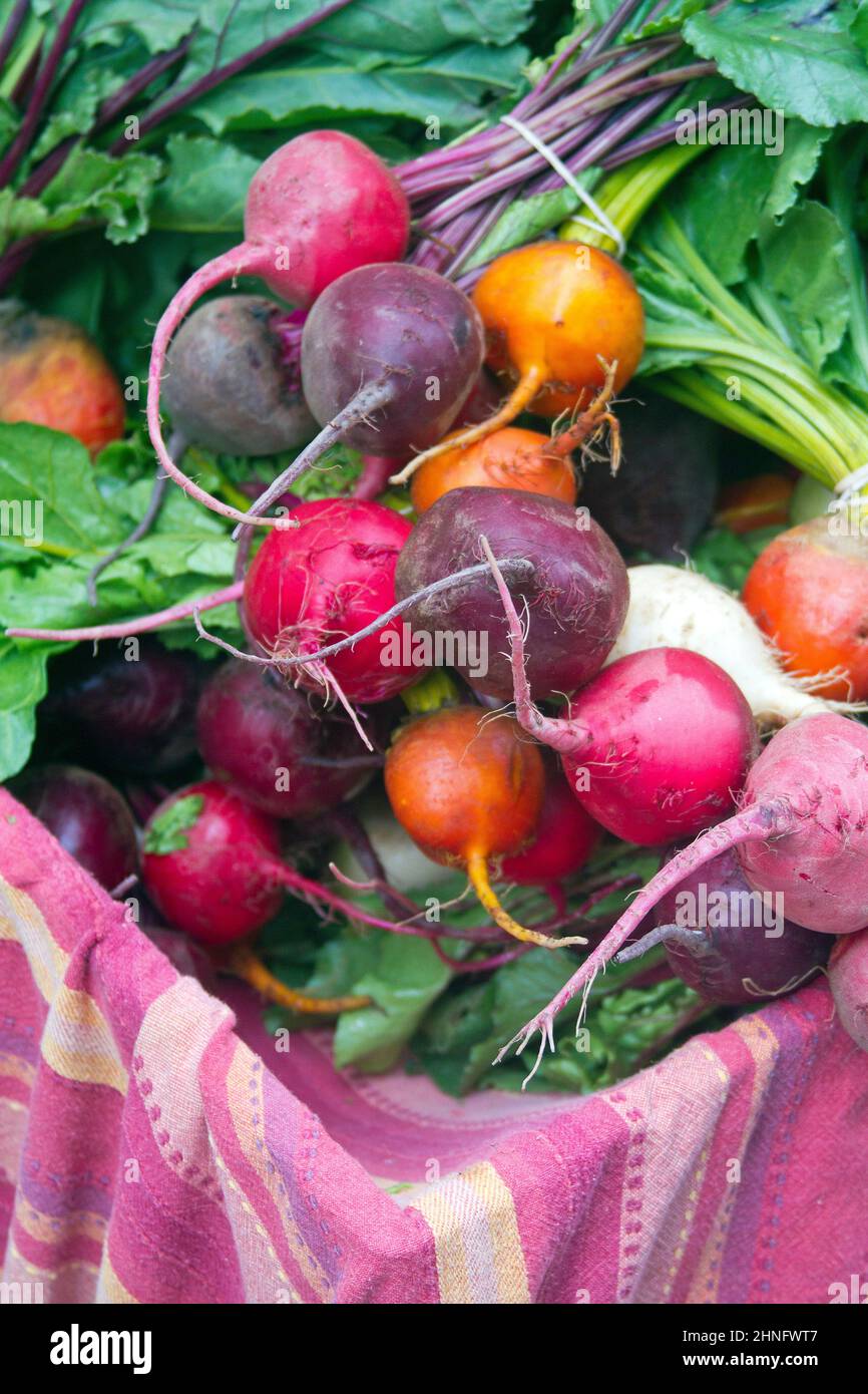 Close up of colorful organic beets for sale fresh from the garden Stock Photo