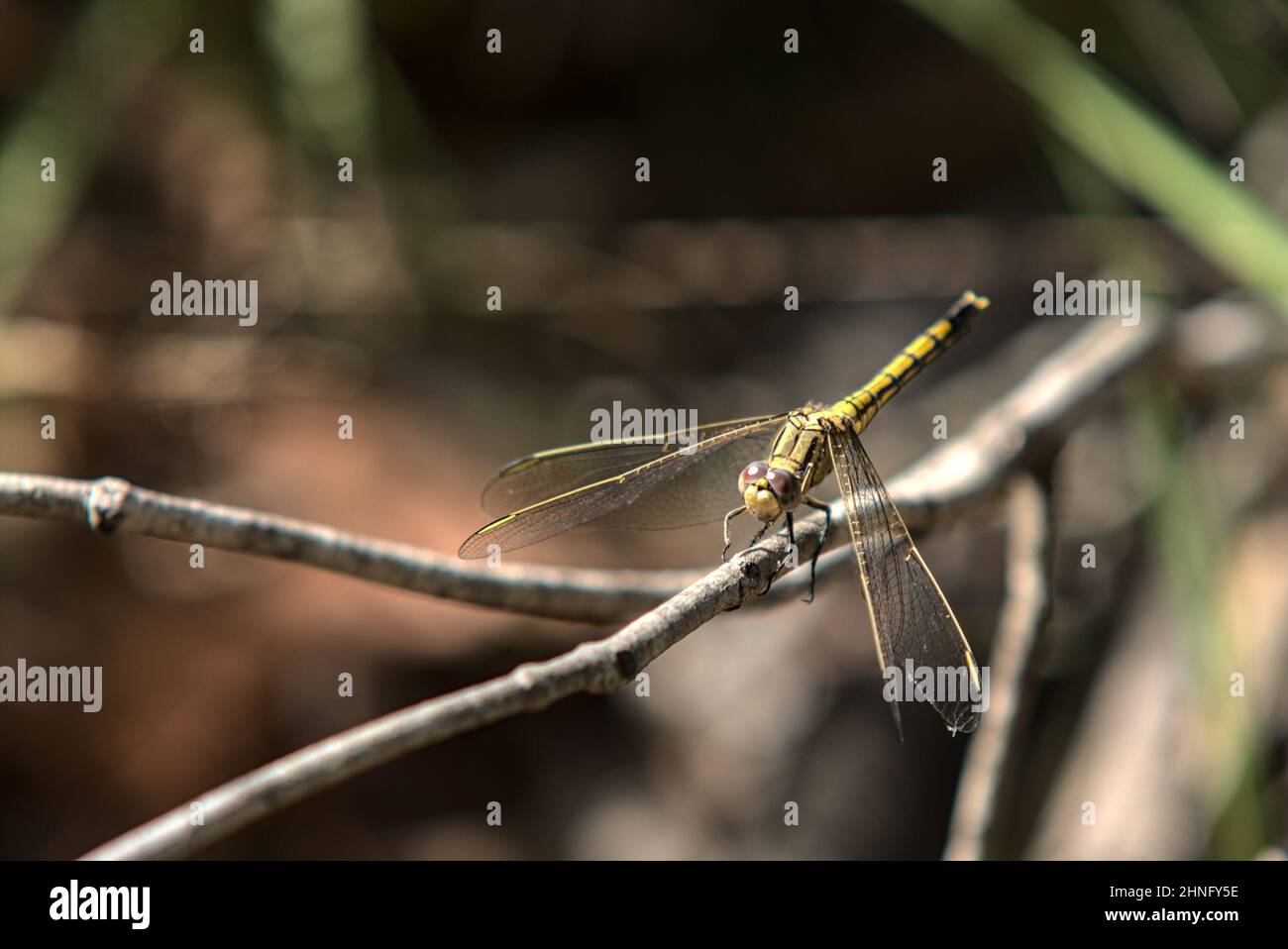 Green dragonfly sitting on a tree branch Stock Photo