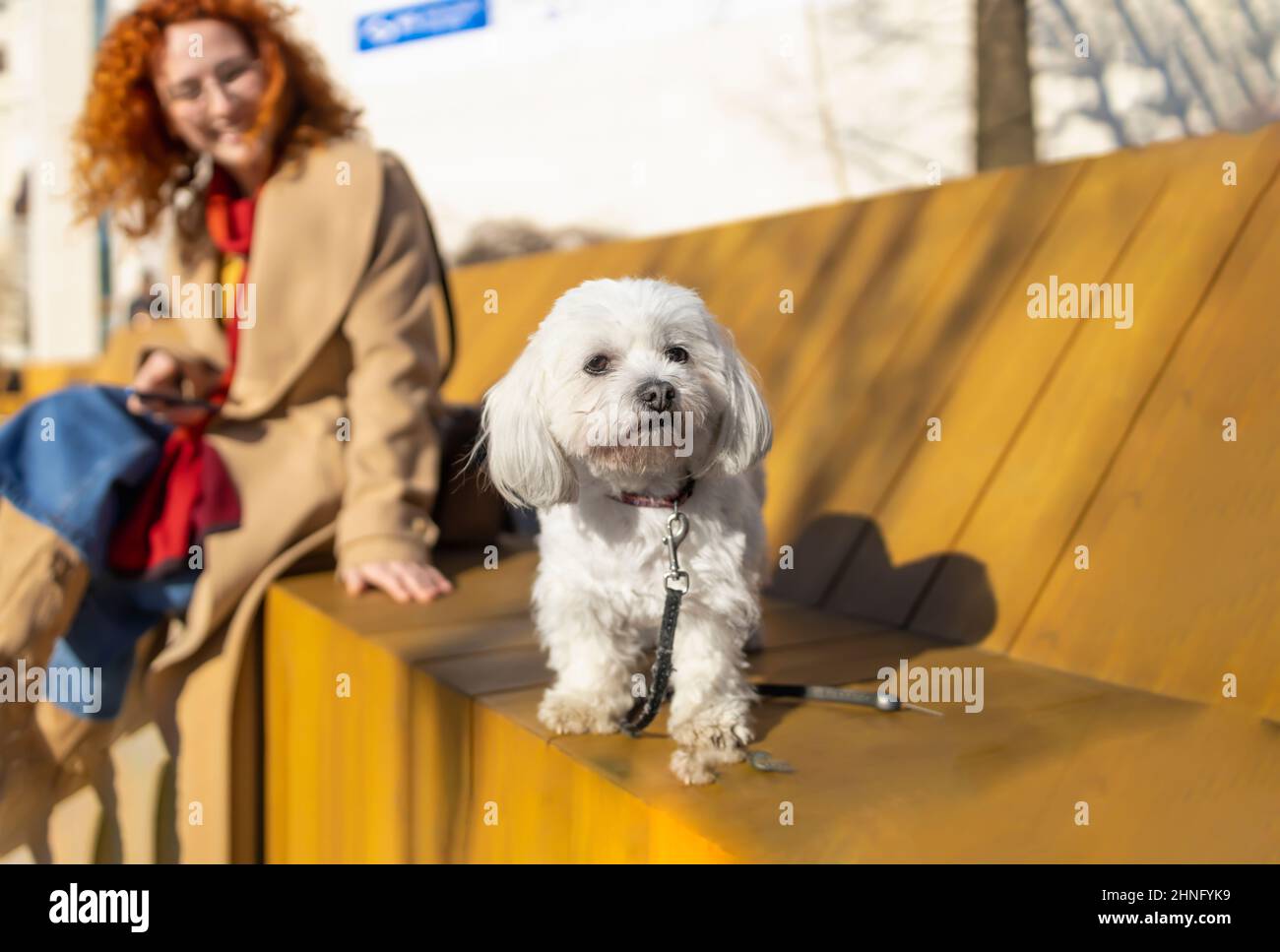 Cute elderly Maltese enjoying a warm spring day on a bench with her owner Stock Photo