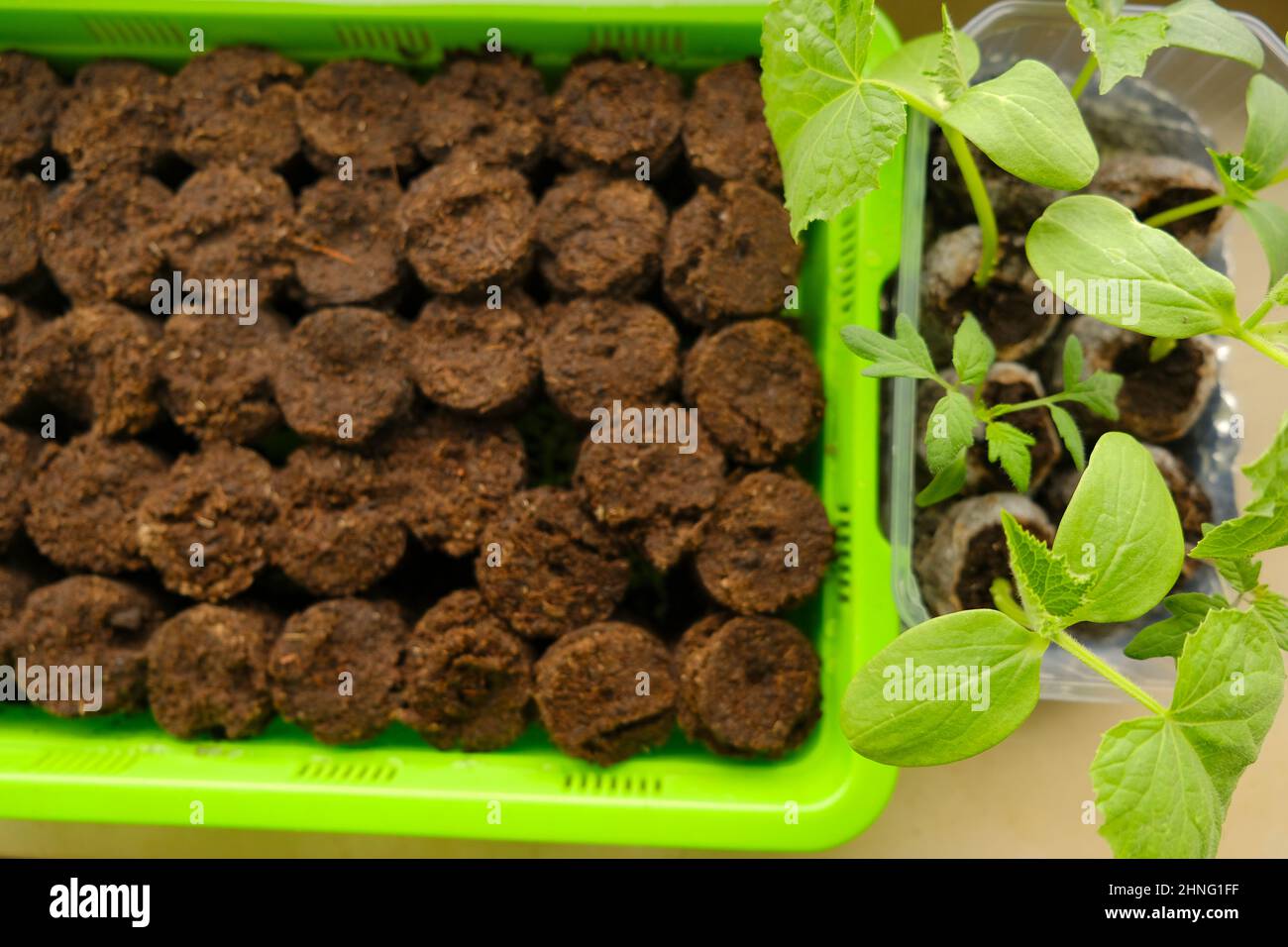 Cucumbers seedlings in peat pots.Green seedlings in Green germination
